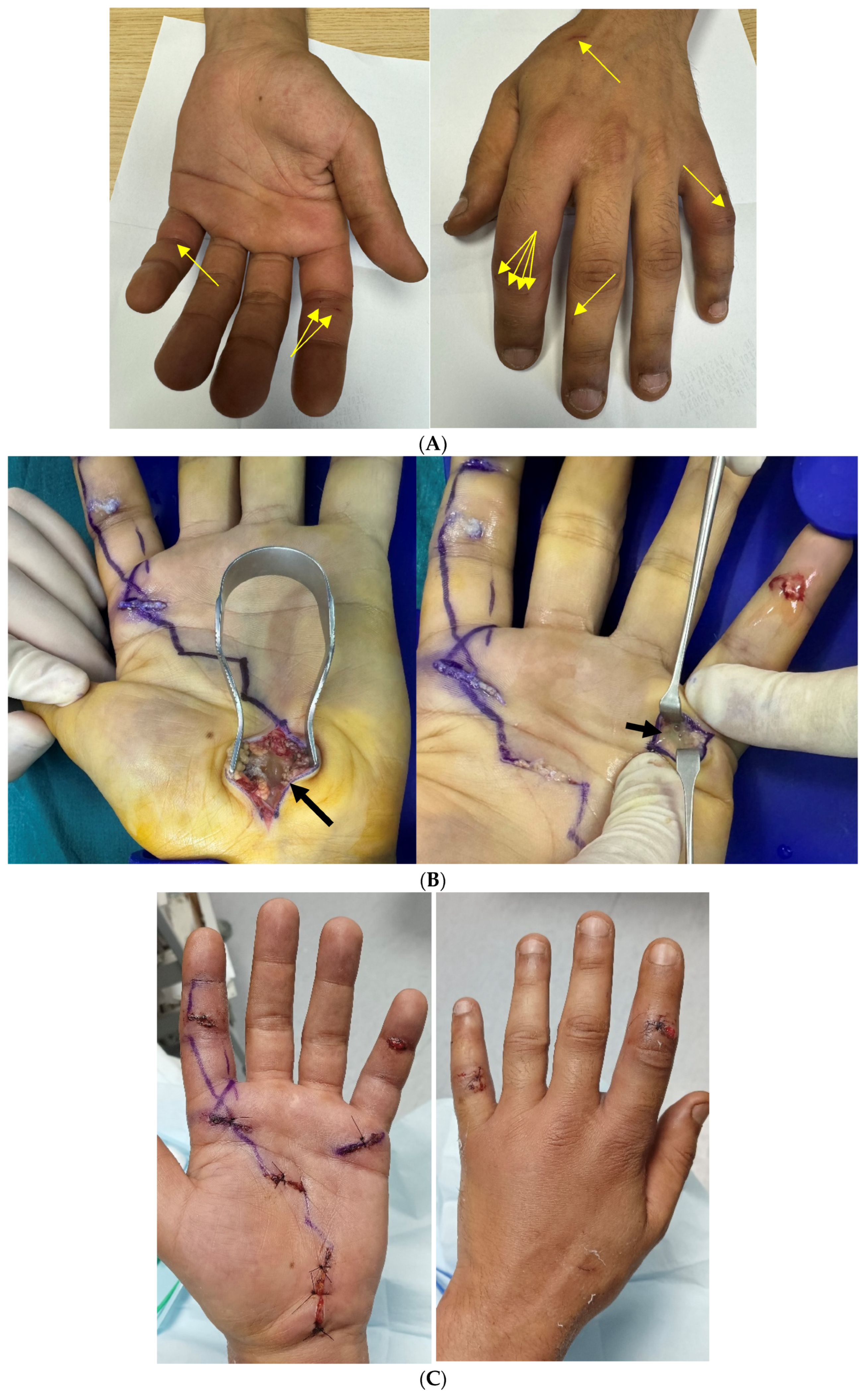 Microorganisms 13 01725 g001
