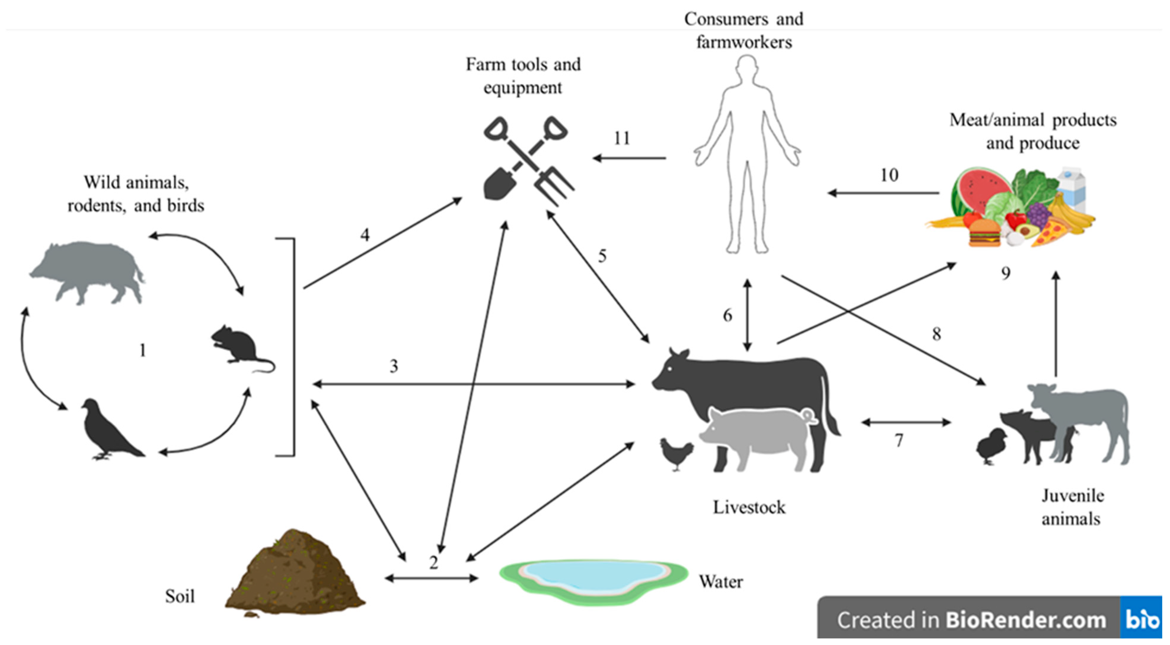 Microorganisms 13 01732 g001 Microorganisms 13 01732 g001