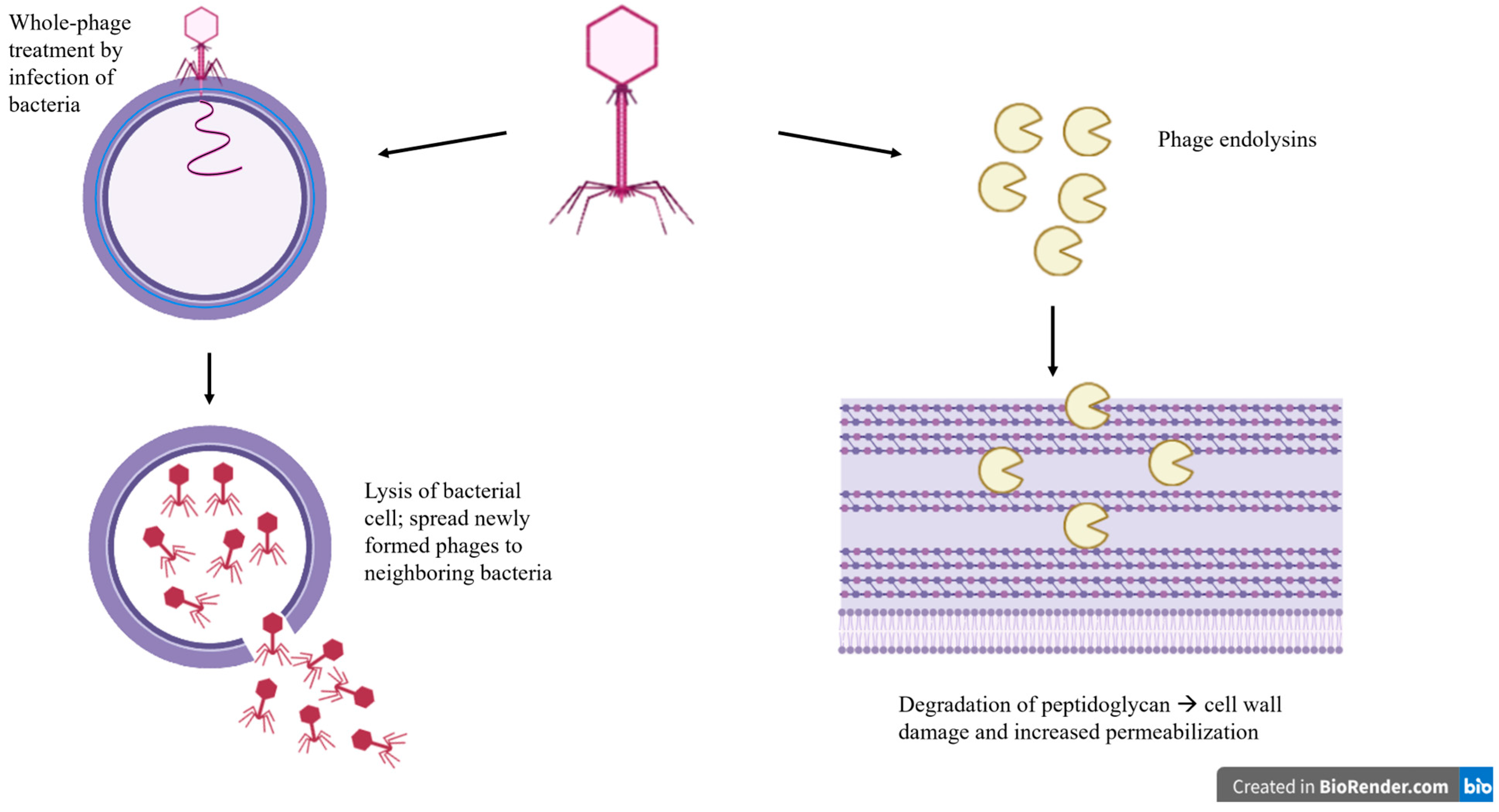 Microorganisms 13 01732 g002 Microorganisms 13 01732 g002