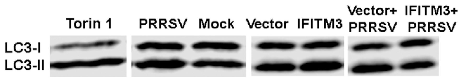 Microorganisms 13 01737 g008a
