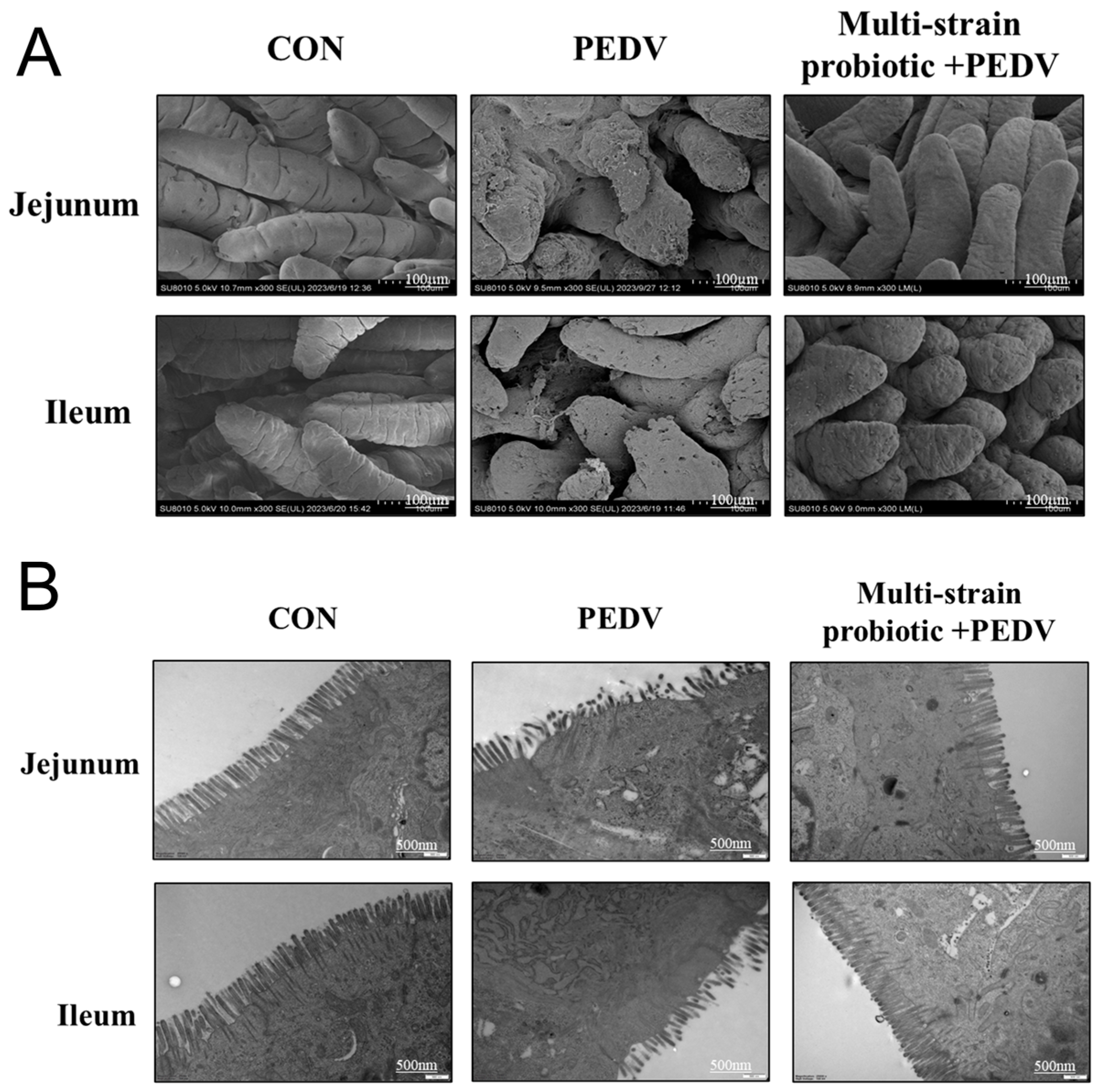Microorganisms 13 01738 g008