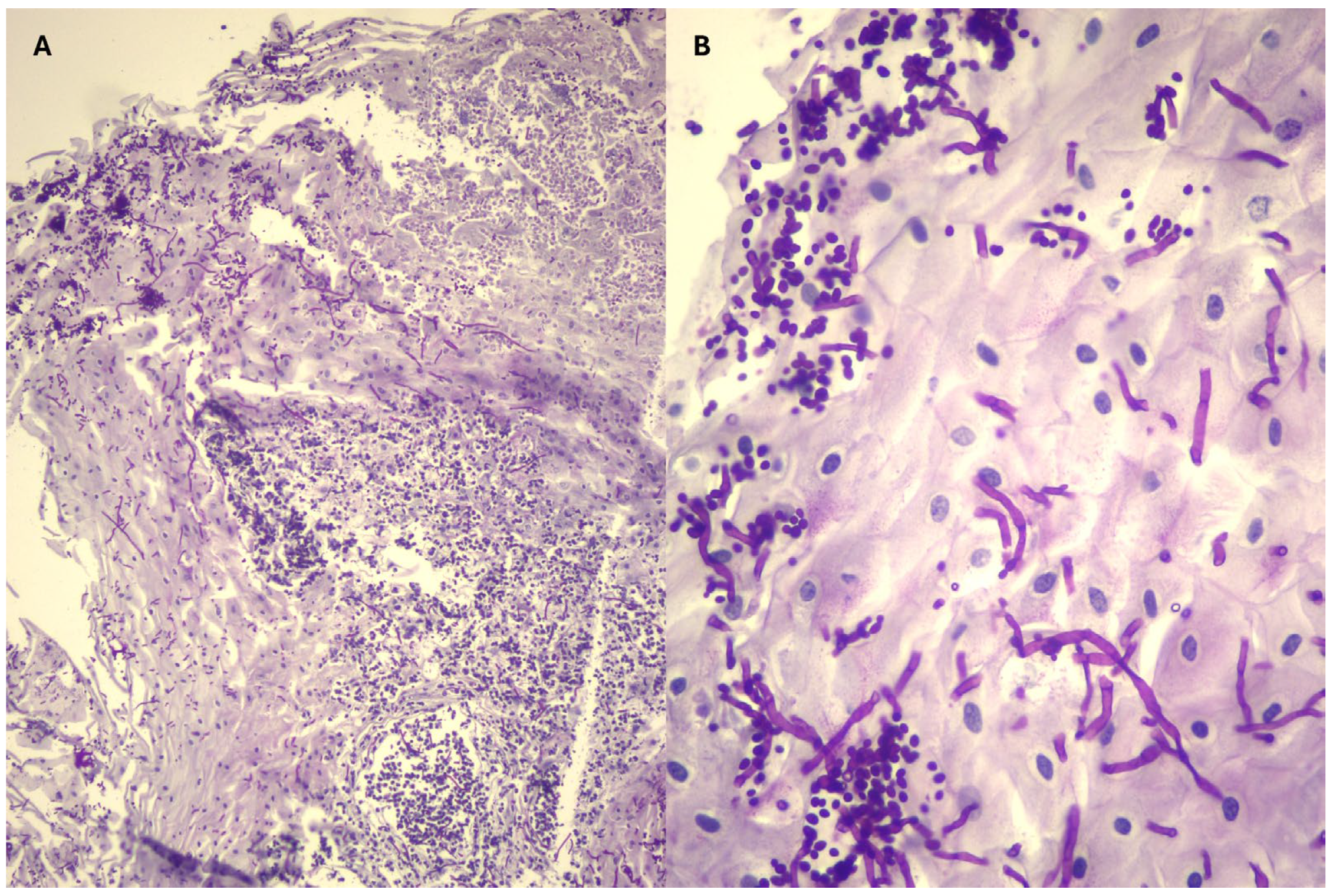 Microorganisms 13 01746 g002