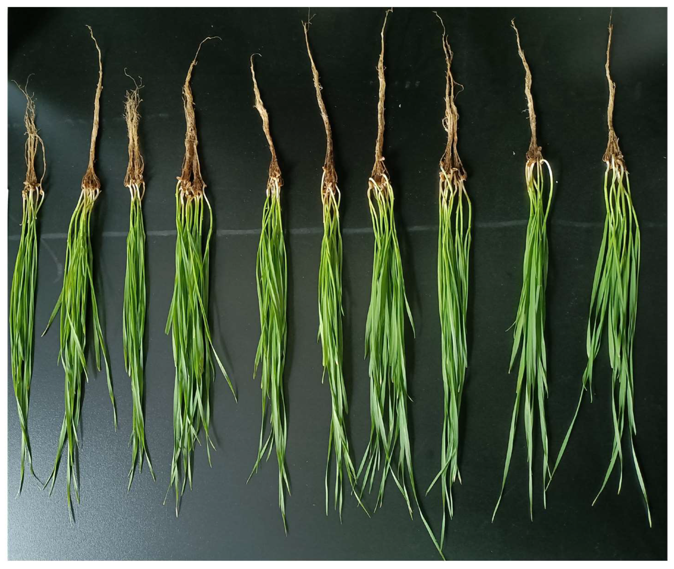 Microorganisms 13 01754 g002