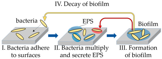 Three-Dimensional Structure of Biofilm Formed on Glass