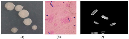まり Metabolic Dysfunction–Associated Steatotic Liver Disease