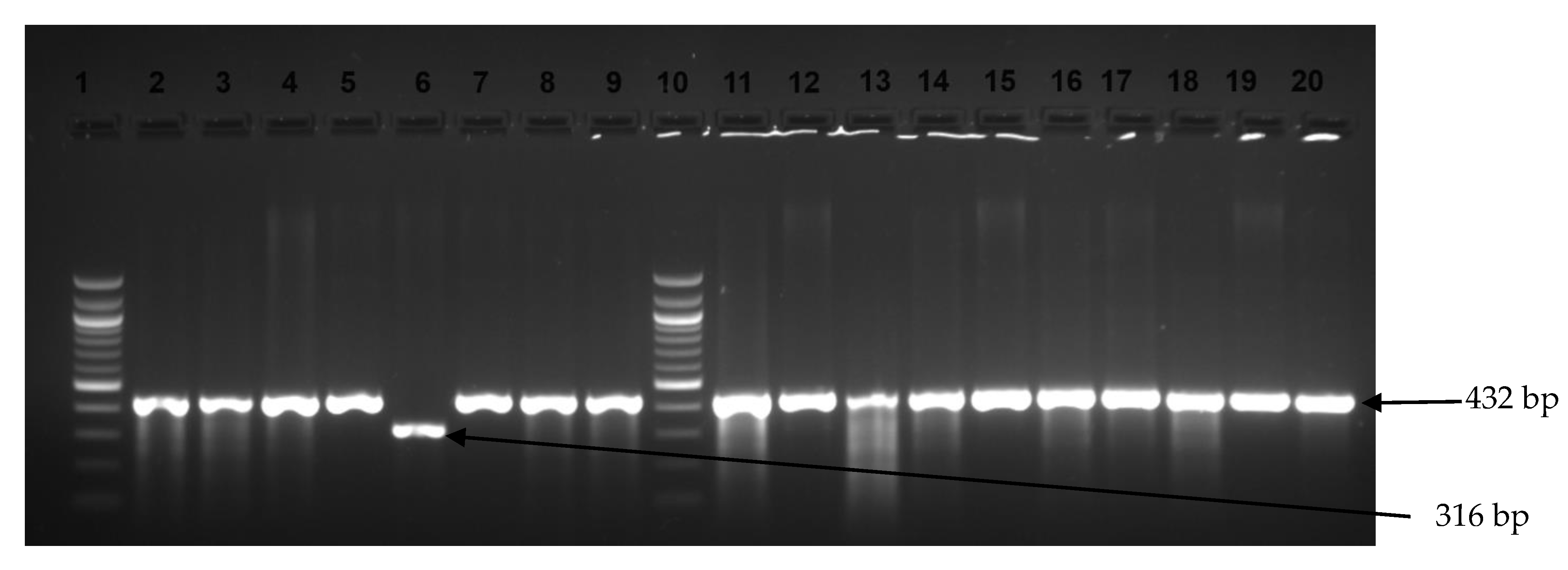 Microorganisms 13 01786 g003