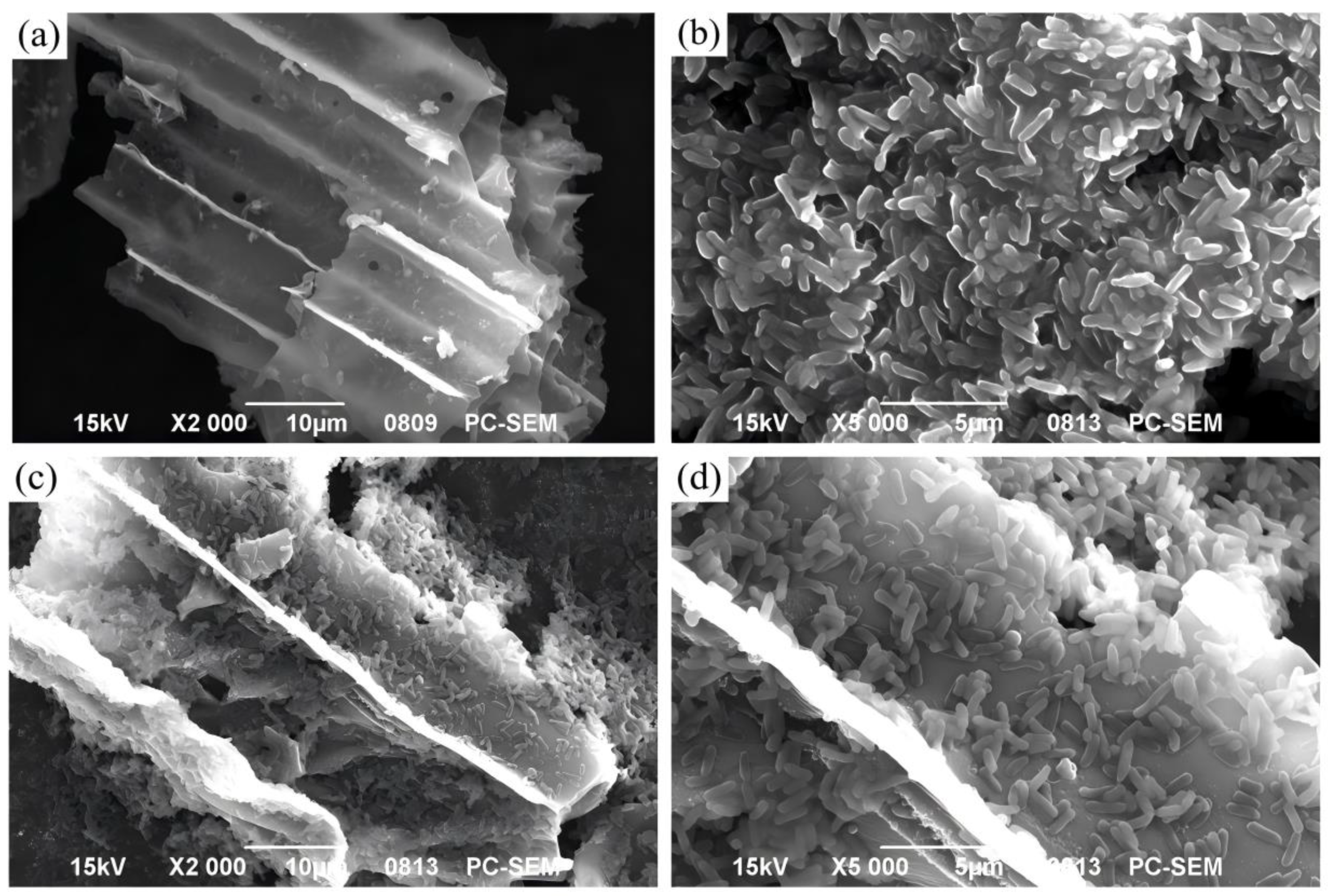 Microorganisms 13 01793 g001