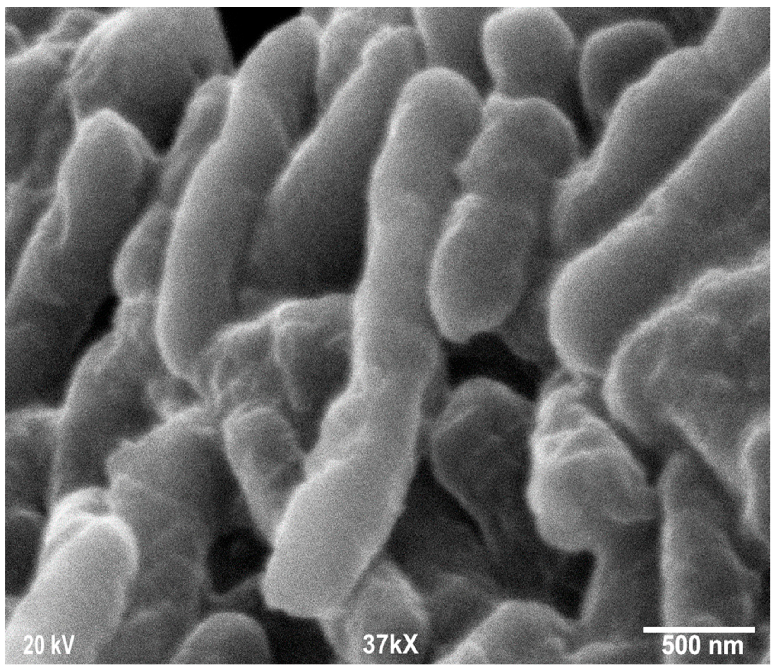 Microorganisms 13 01809 g003 Microorganisms 13 01809 g003