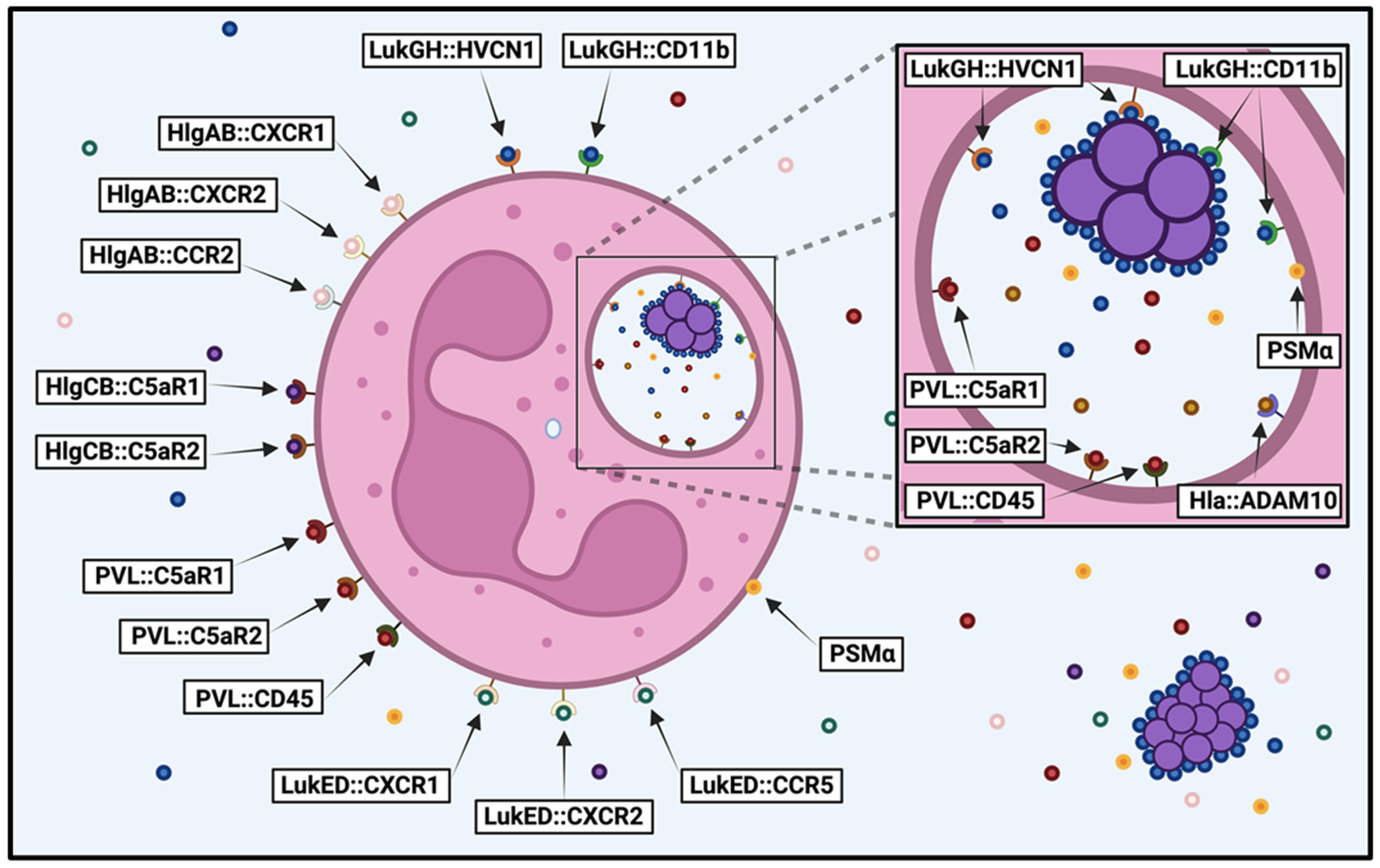 Microorganisms 13 01817 g001 Microorganisms 13 01817 g001