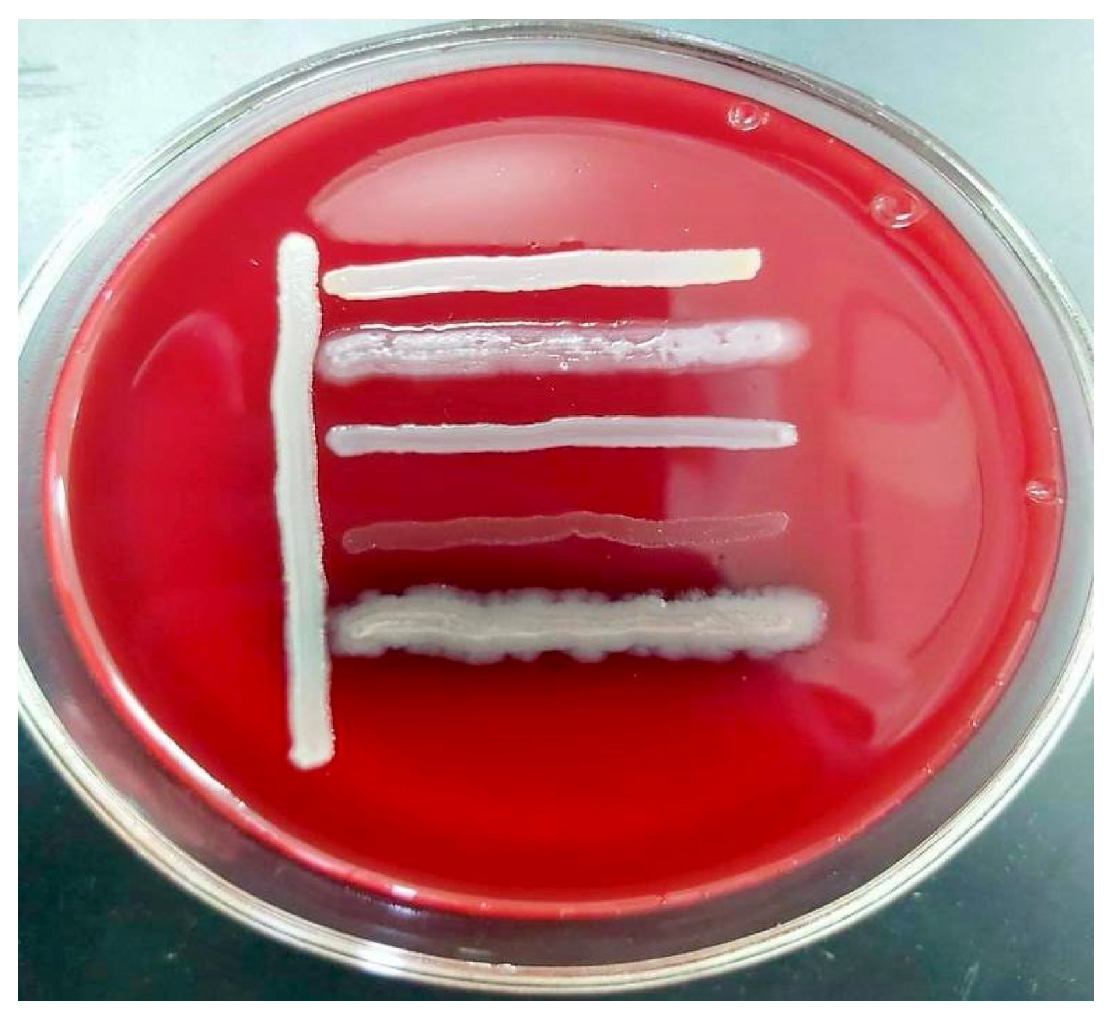 Microorganisms 13 01831 g002