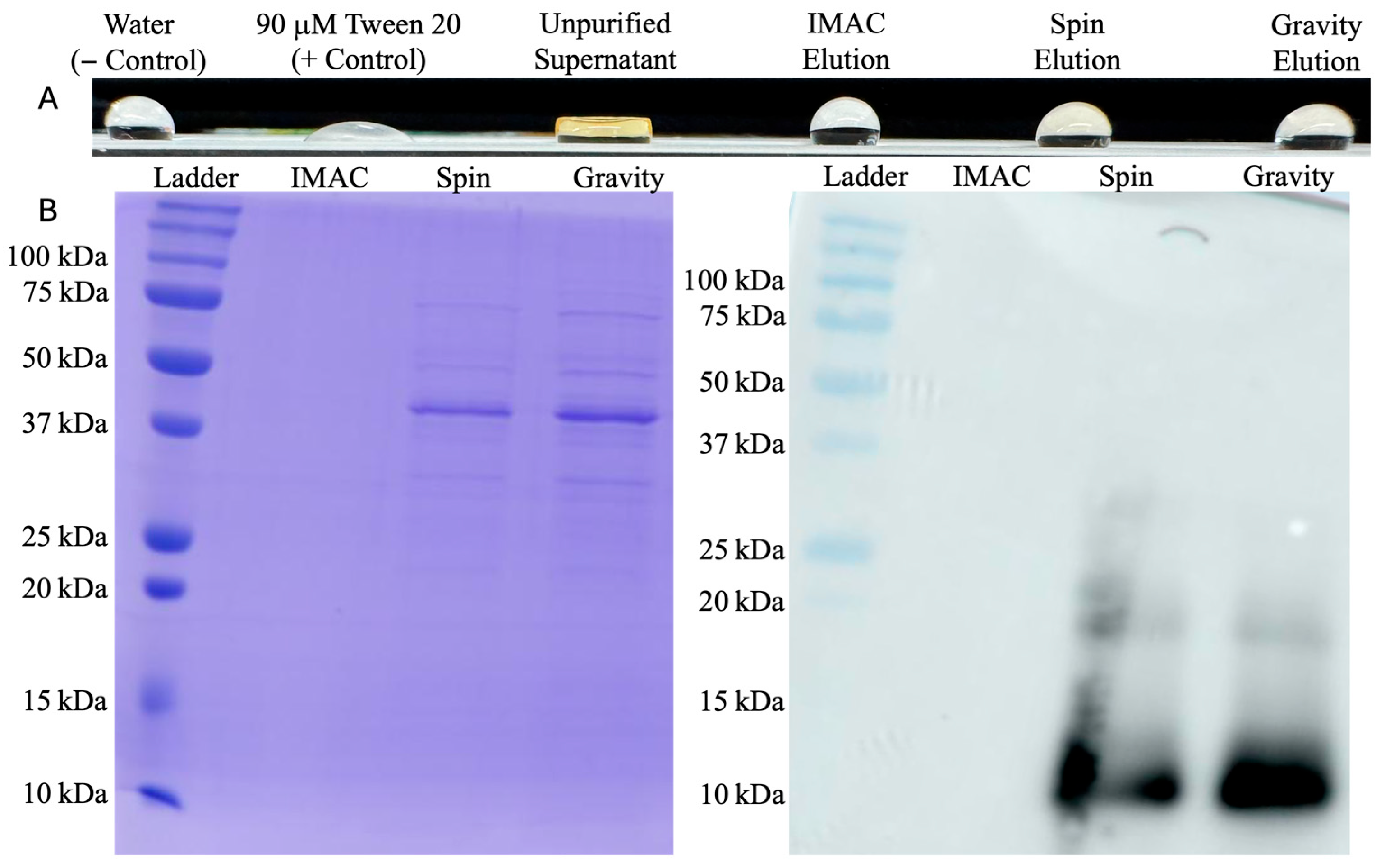 Microorganisms 13 01845 g004 Microorganisms 13 01845 g004