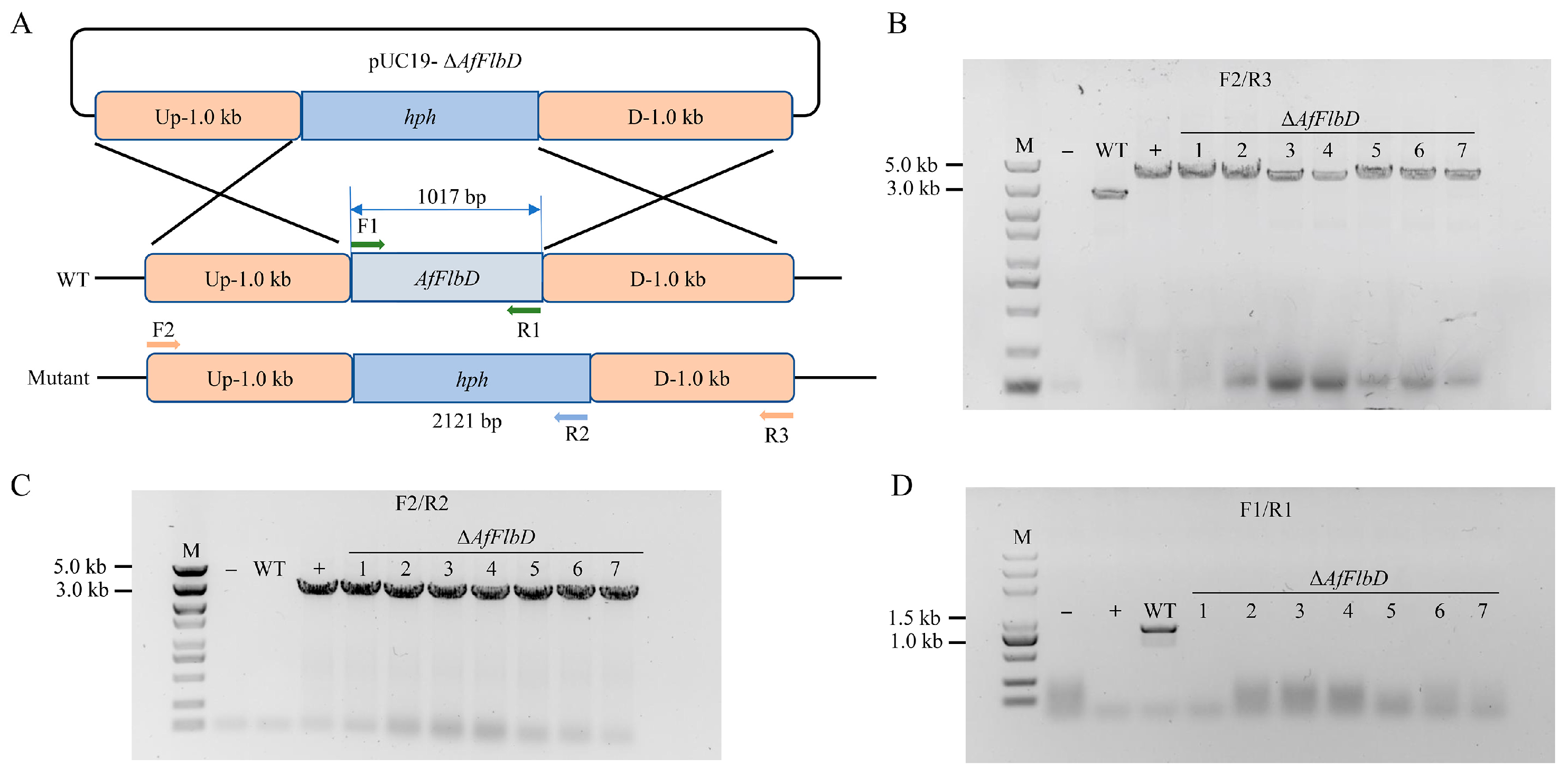 Microorganisms 13 01847 g002 Microorganisms 13 01847 g002