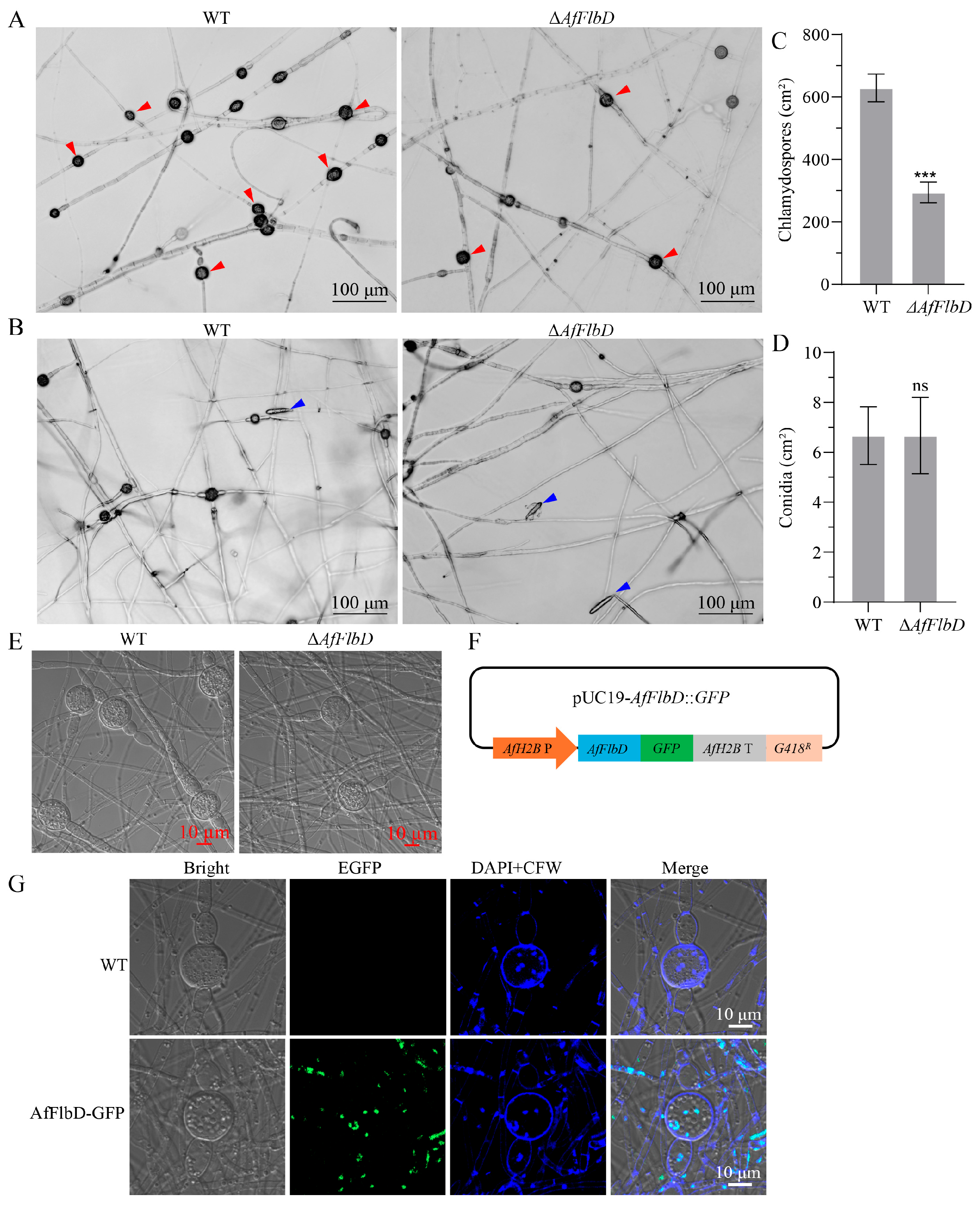 Microorganisms 13 01847 g006 Microorganisms 13 01847 g006