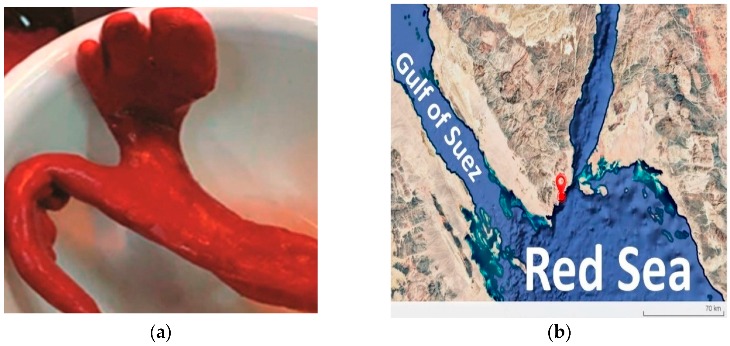 Microorganisms 13 01866 g001