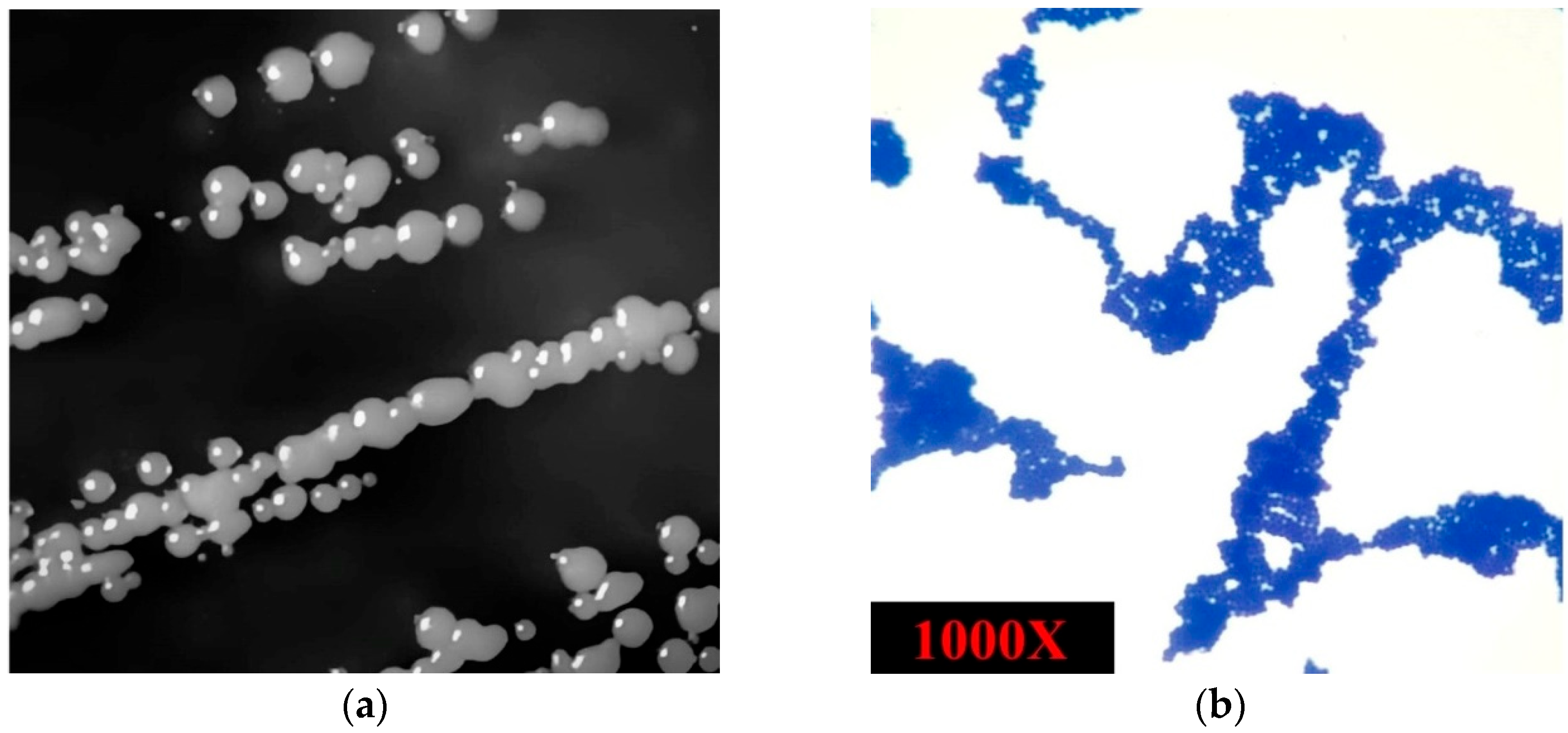 Microorganisms 13 01866 g002