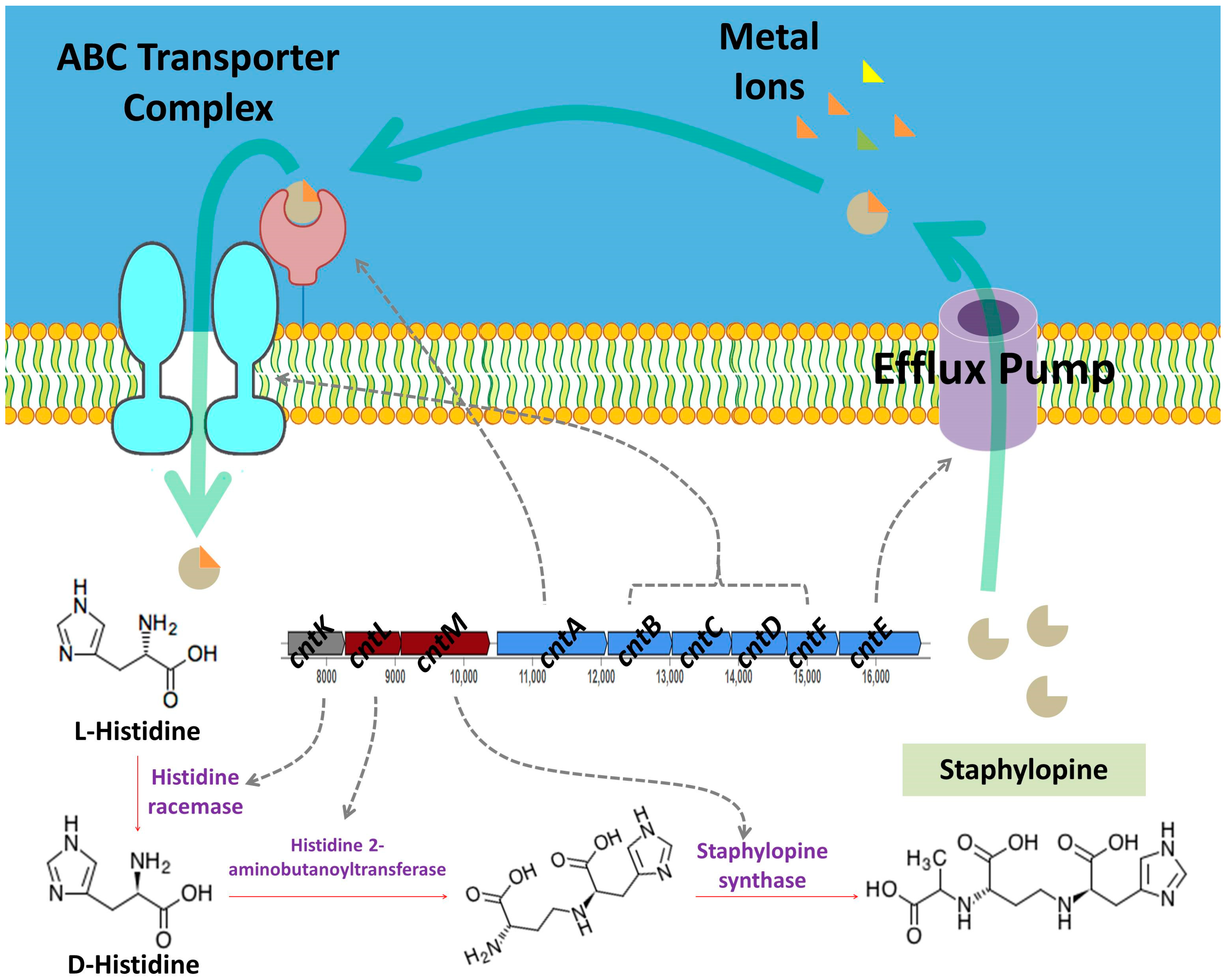 Microorganisms 13 01866 g008