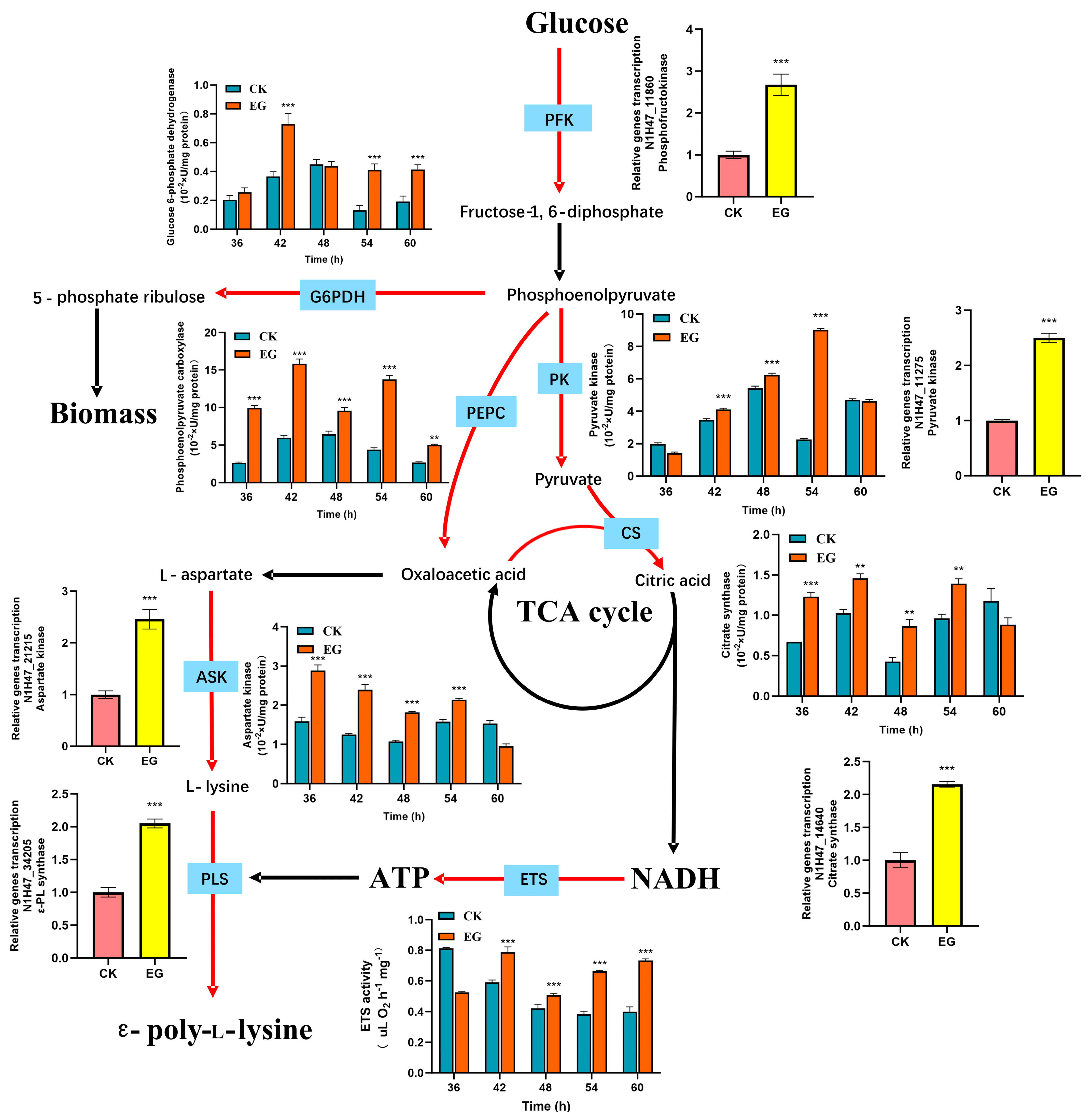 Microorganisms 13 01868 g005