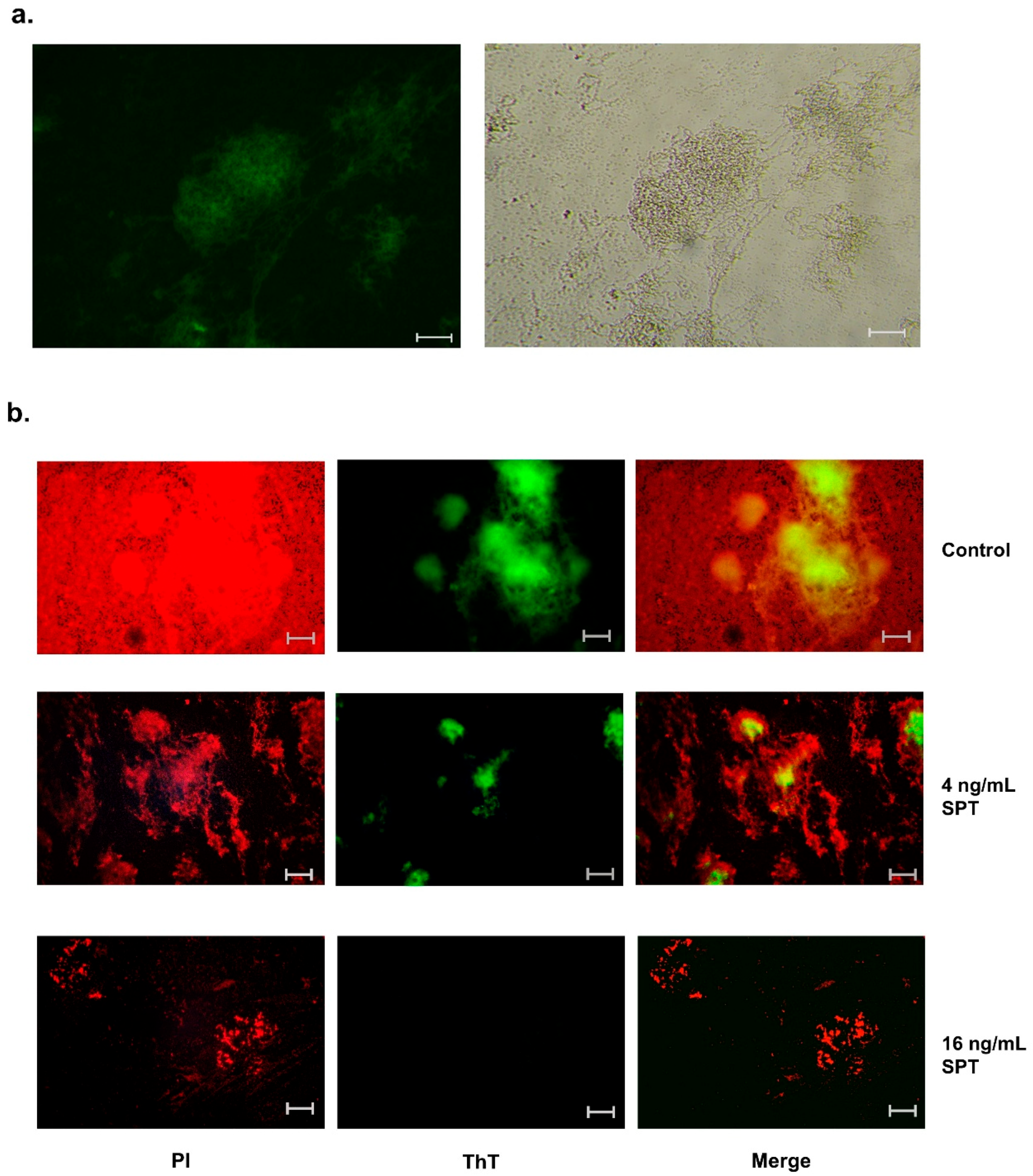 Microorganisms 13 01875 g004 Microorganisms 13 01875 g004