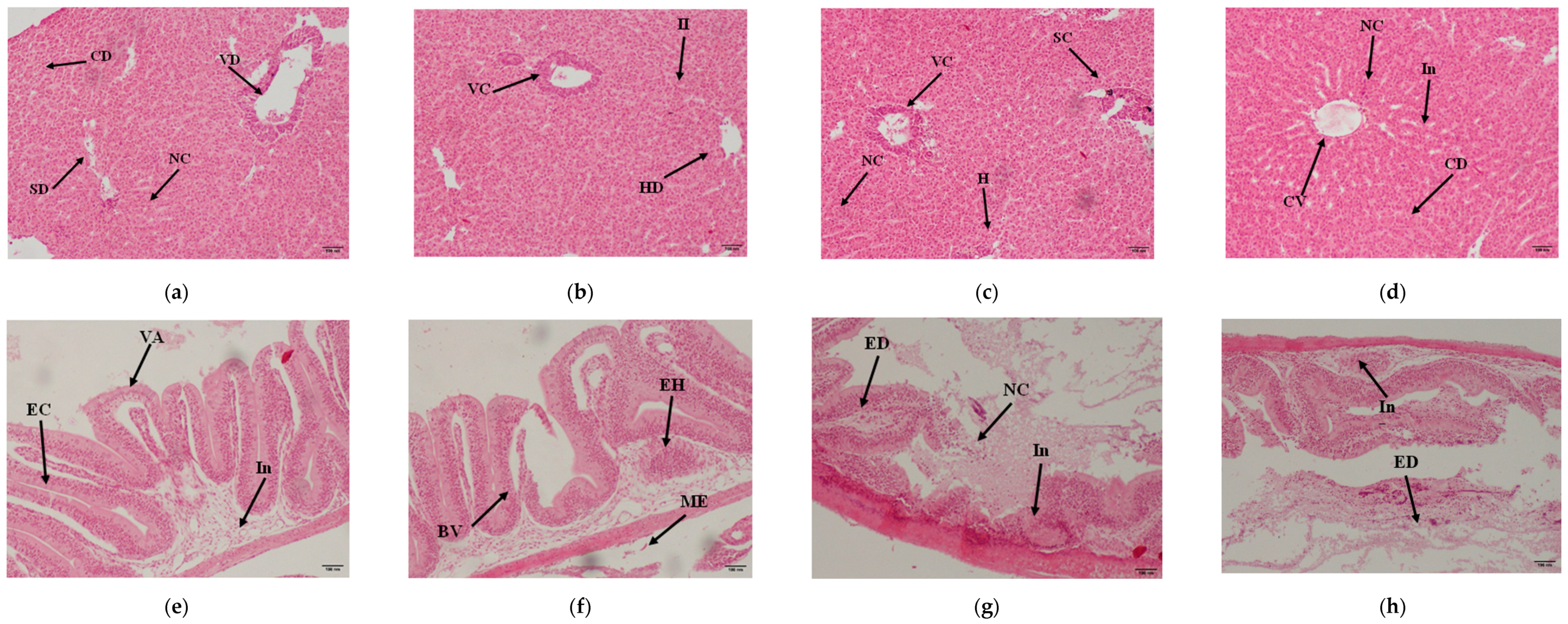 Effectiveness of Feed-Based Monovalent Aeromonas Vaccine in