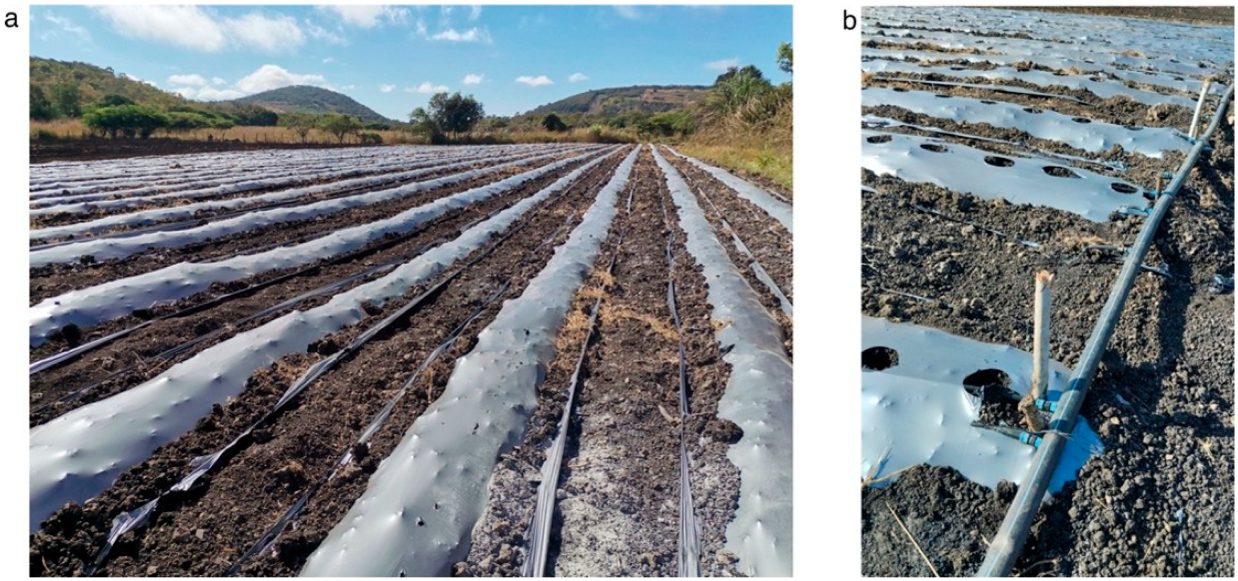 Microorganisms 13 01904 g002