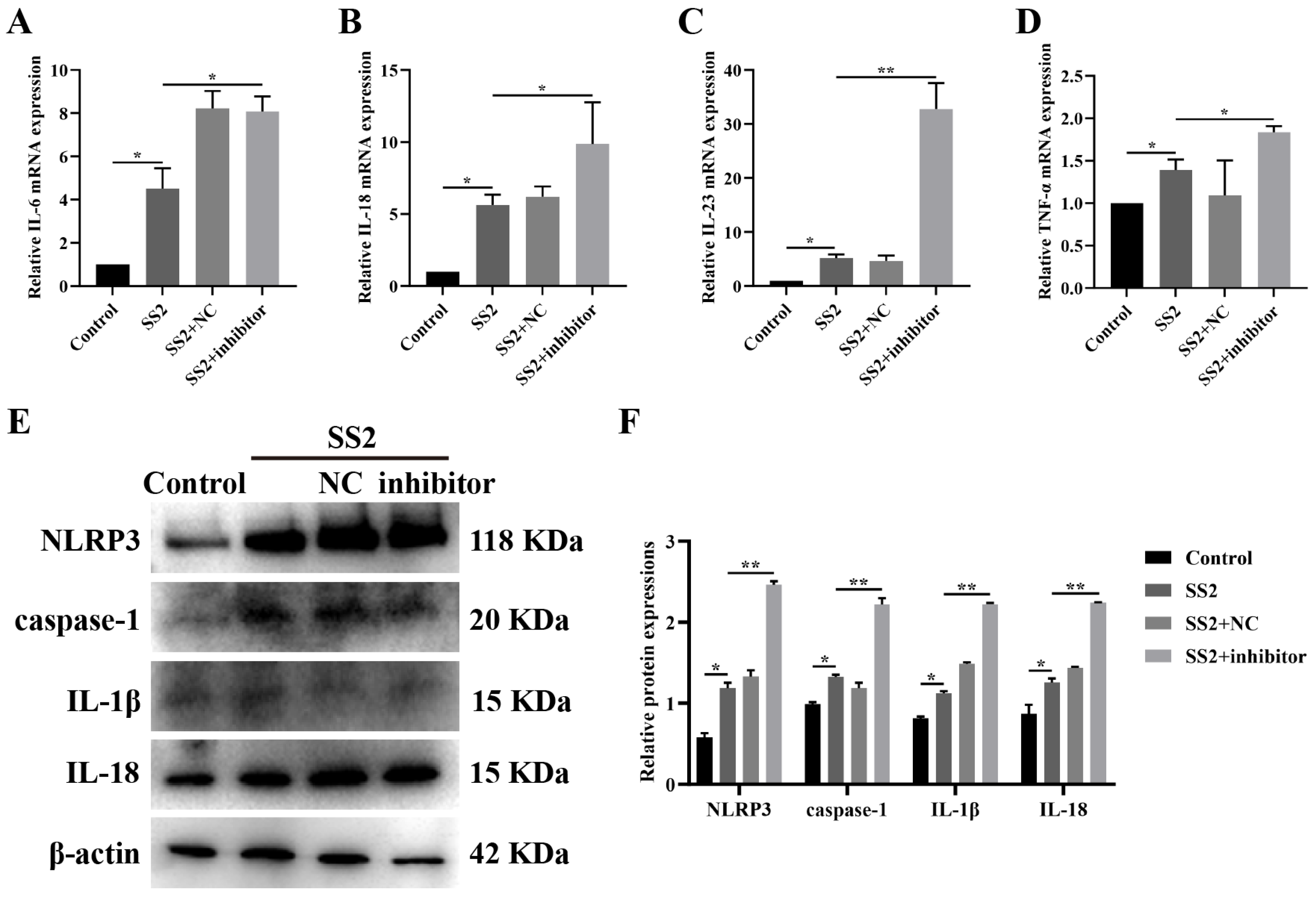Microorganisms 13 01924 g005