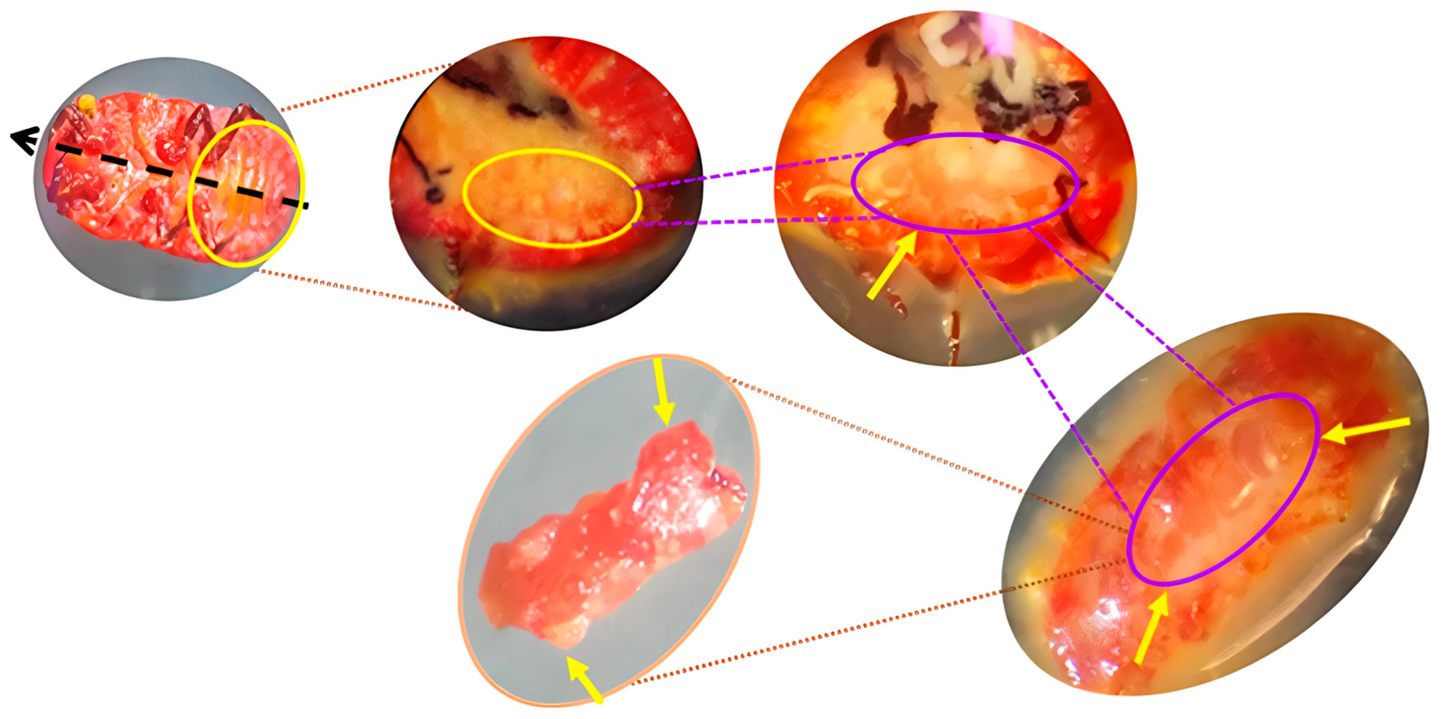 Microorganisms 13 01930 g002 Microorganisms 13 01930 g002