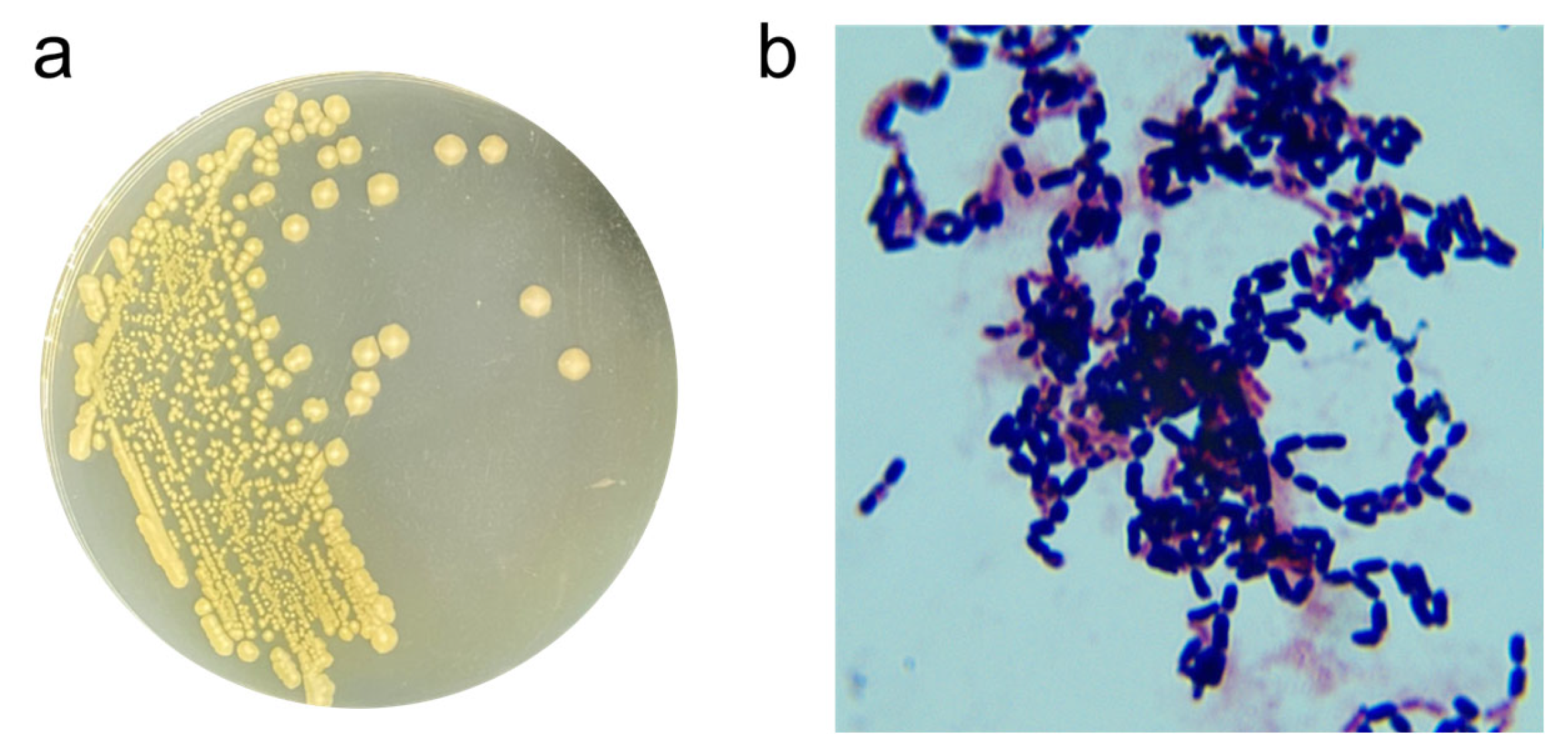 Microorganisms 13 01954 g001 Microorganisms 13 01954 g001