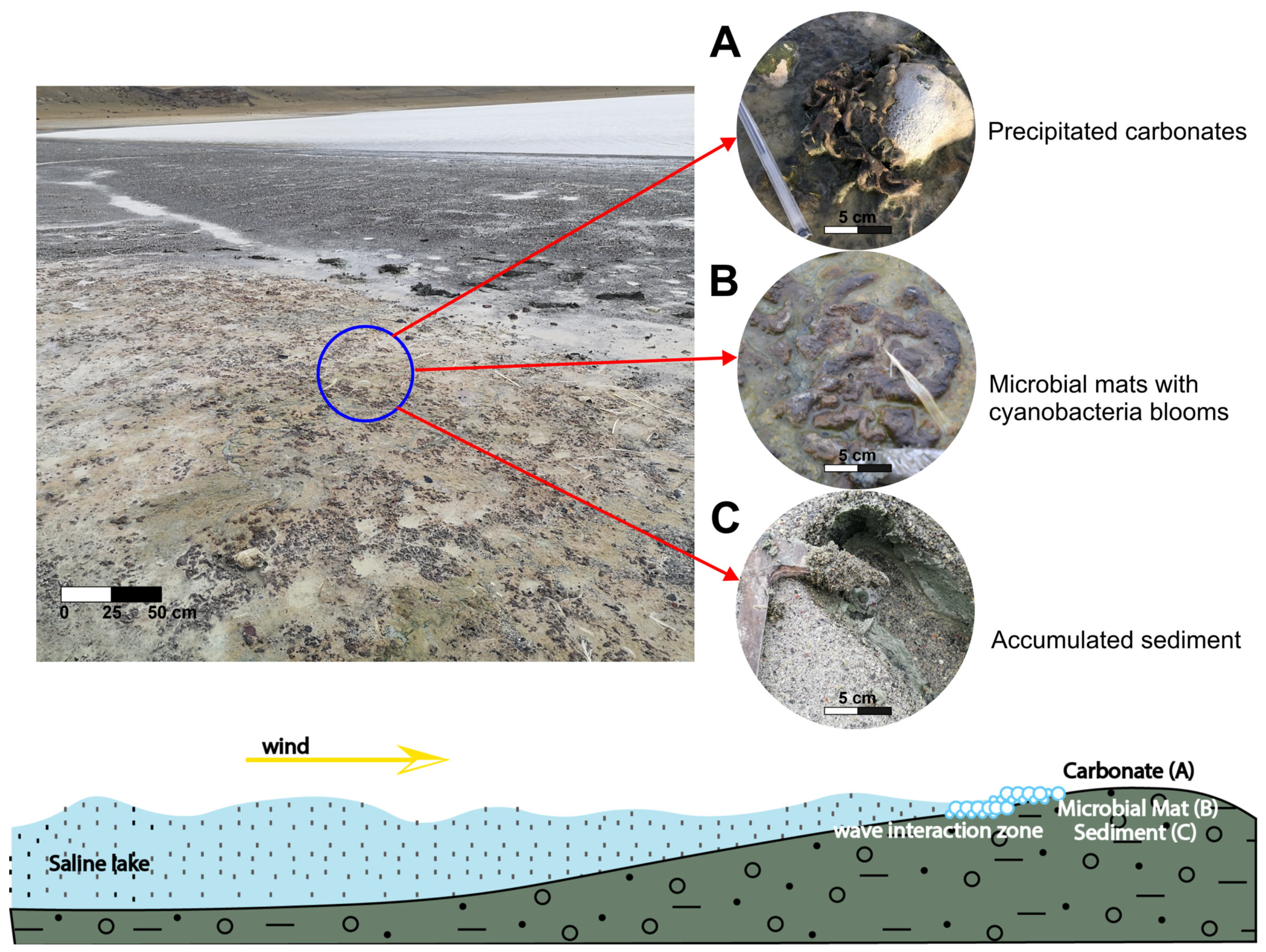 Microorganisms 13 01957 g003 Microorganisms 13 01957 g003