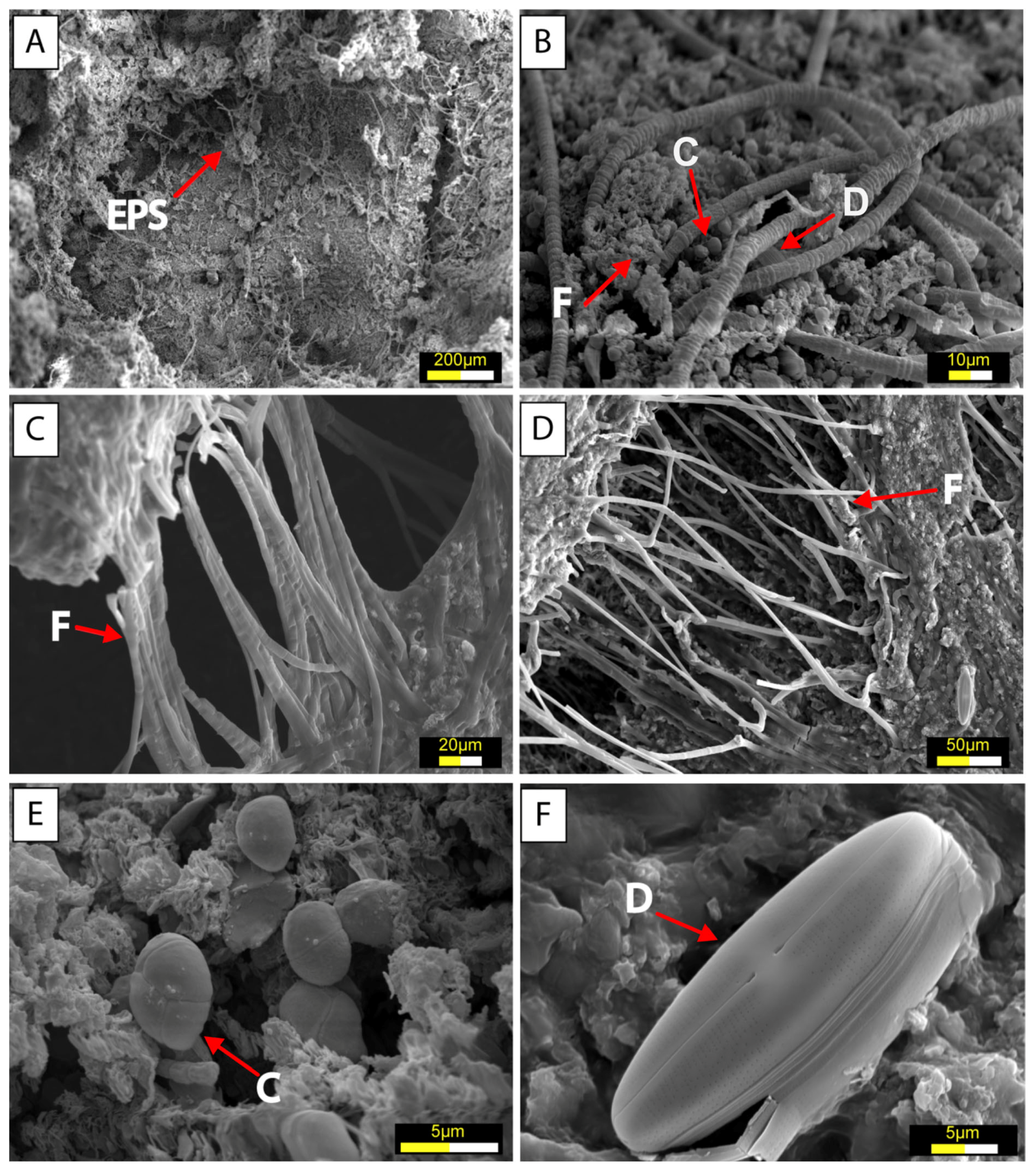 Microorganisms 13 01957 g007 Microorganisms 13 01957 g007