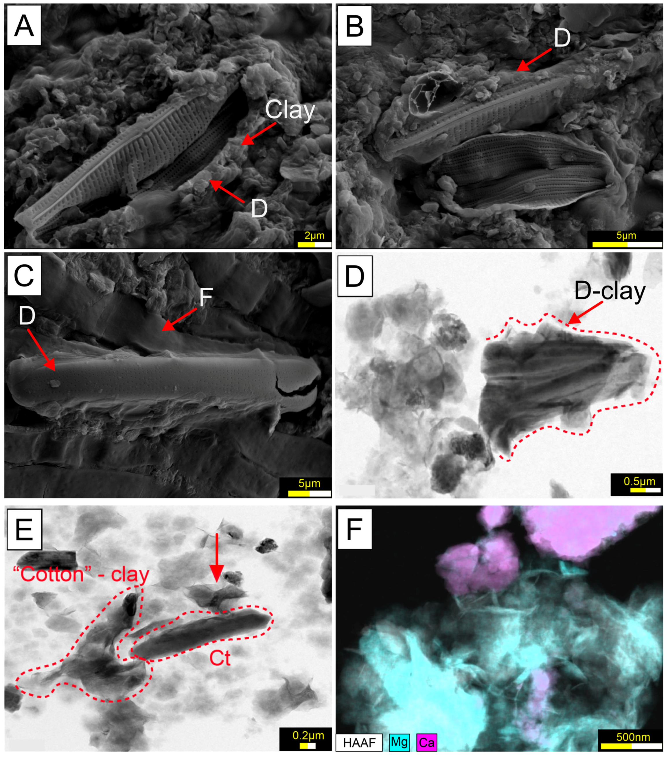 Microorganisms 13 01957 g008 Microorganisms 13 01957 g008