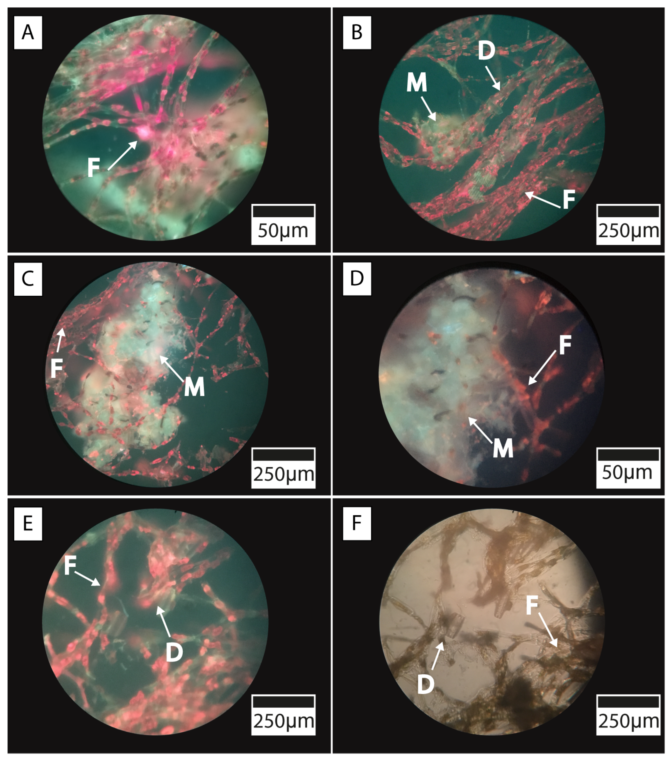 Microorganisms 13 01957 g009 Microorganisms 13 01957 g009
