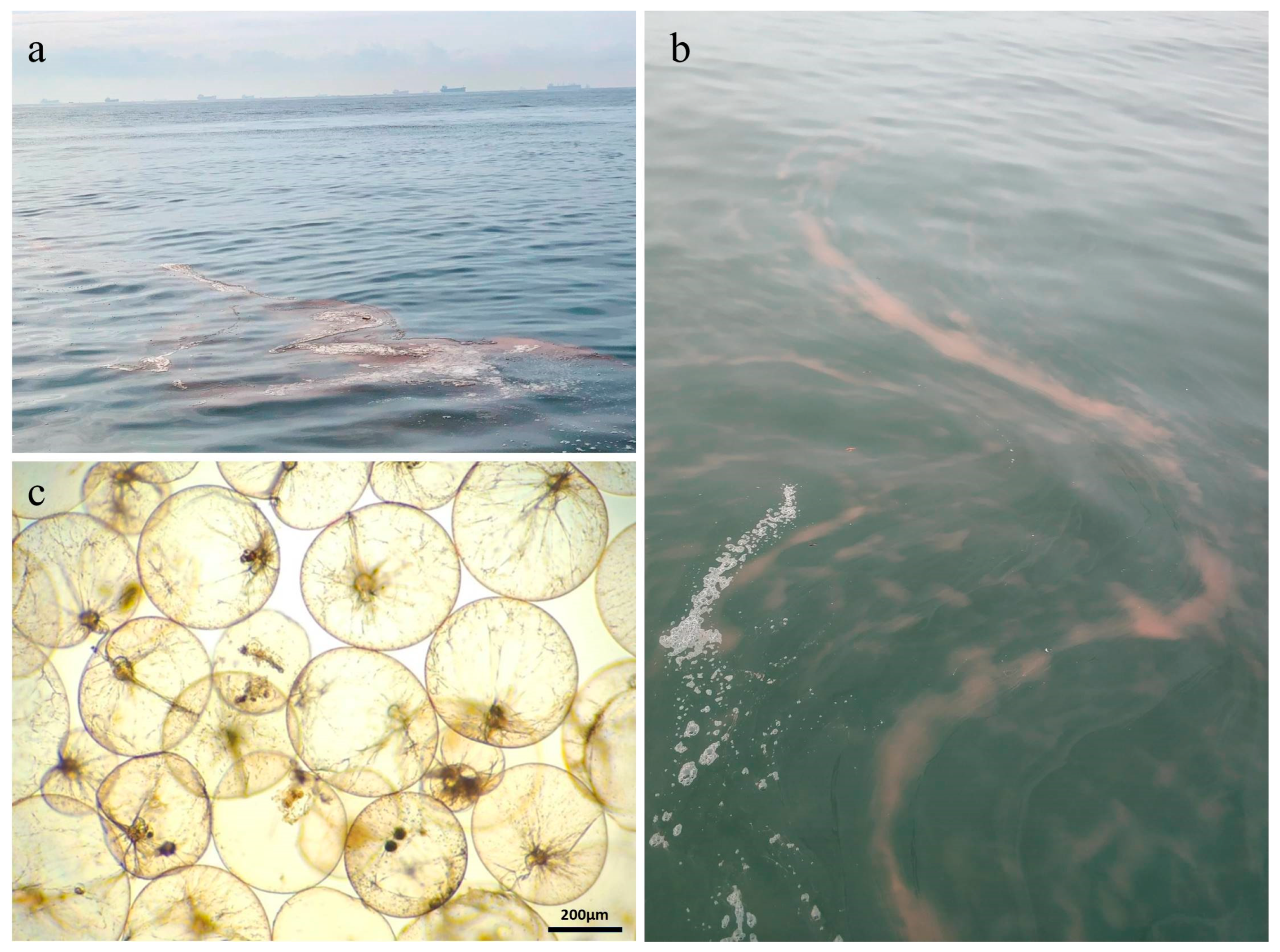 Microorganisms 13 01959 g002 Microorganisms 13 01959 g002