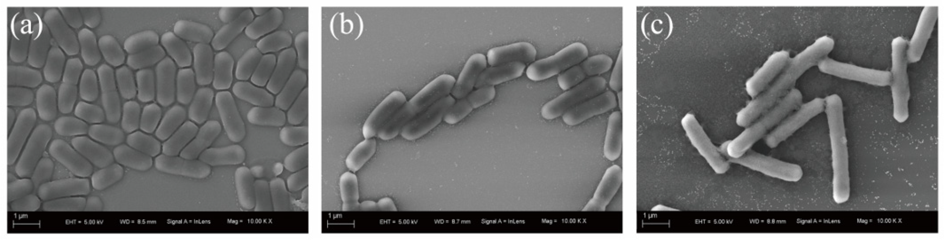 Microorganisms 13 01961 g002 Microorganisms 13 01961 g002