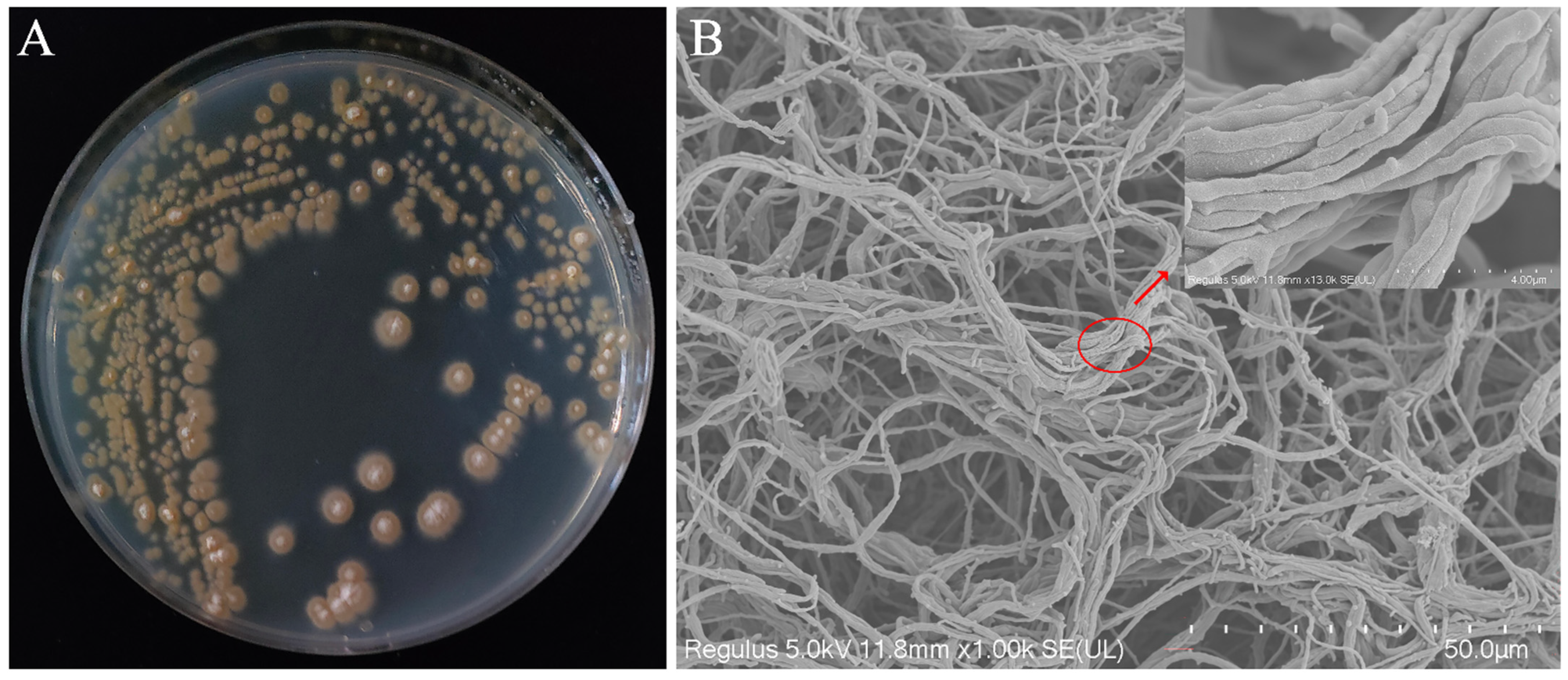 Microorganisms 13 01964 g001 Microorganisms 13 01964 g001