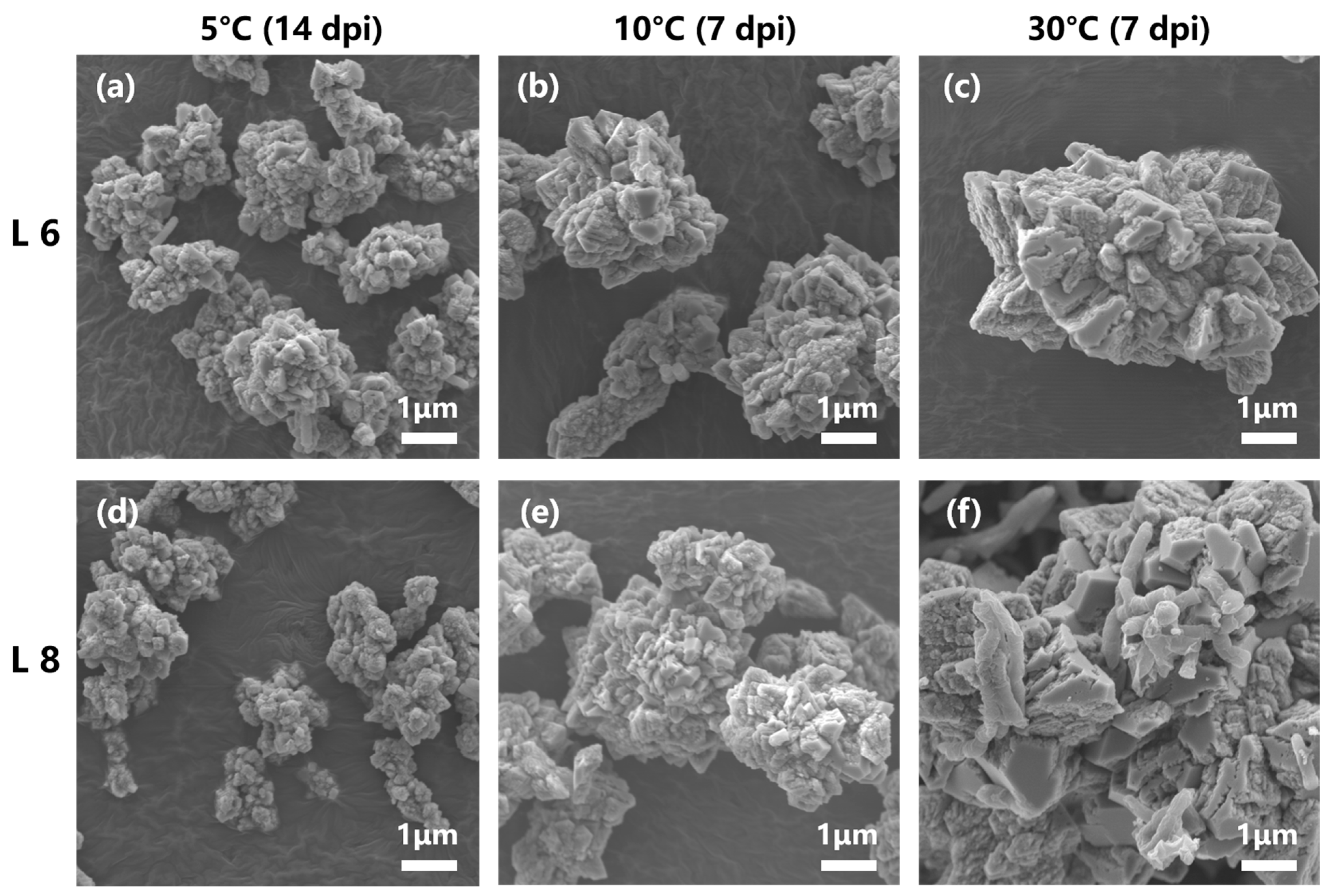 Microorganisms 13 01985 g011