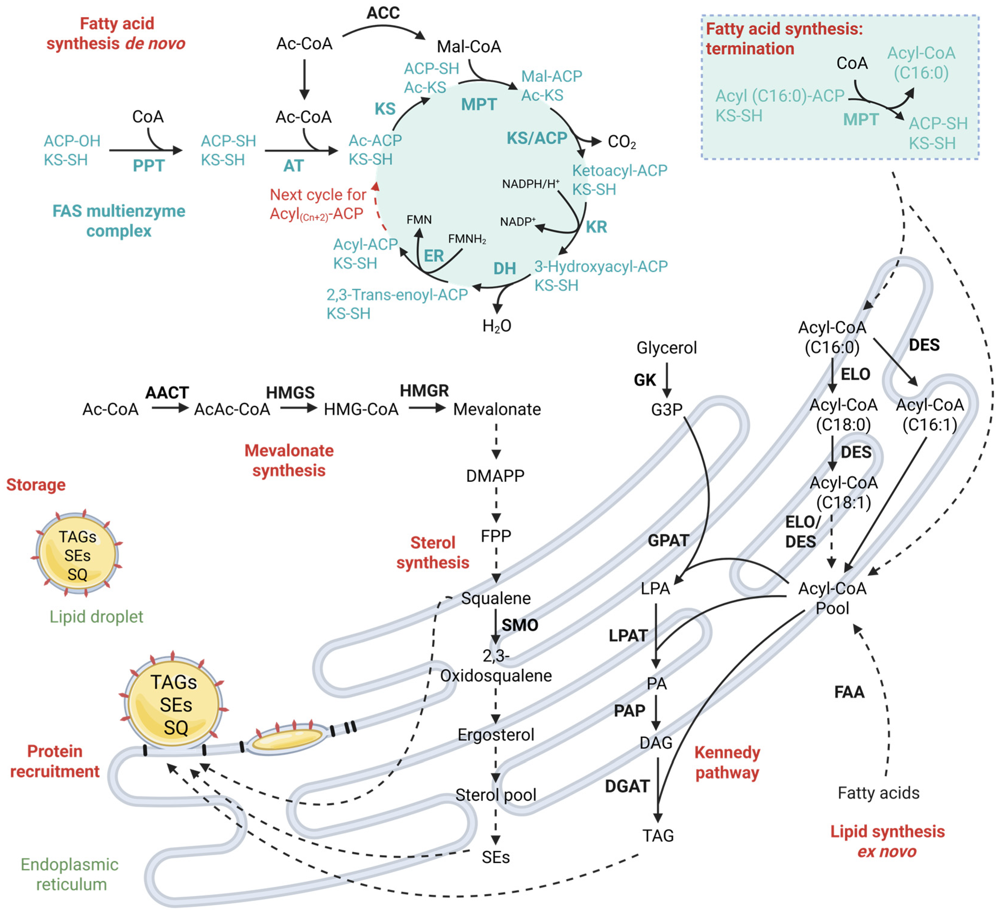 Microorganisms 13 01988 g002