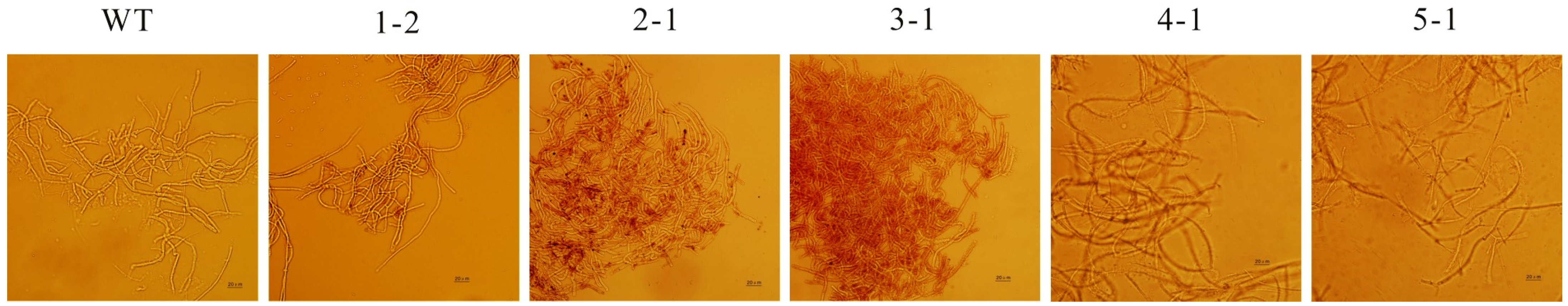 Microorganisms 13 01999 g004 Microorganisms 13 01999 g004