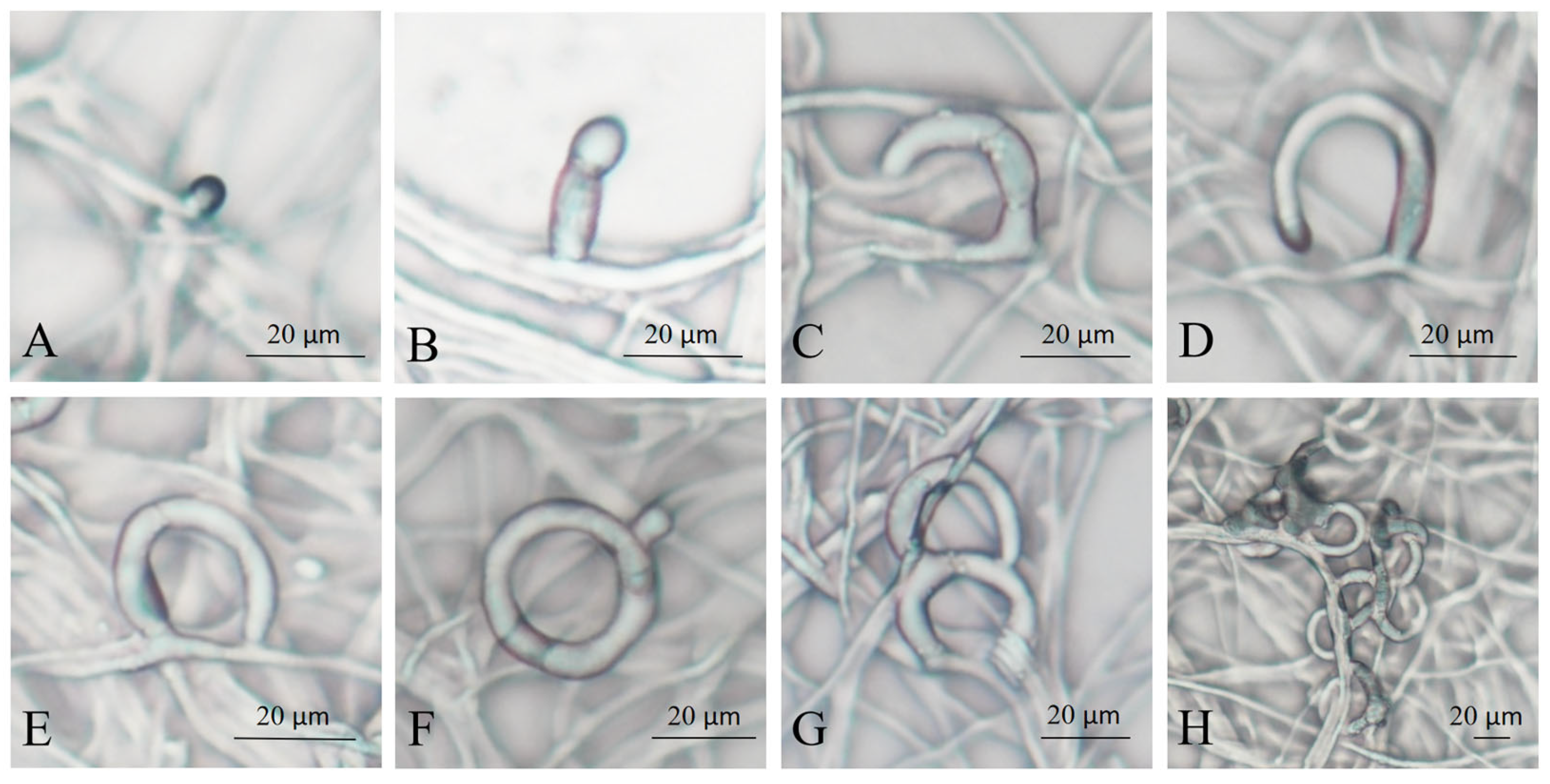 Microorganisms 13 02001 g001 Microorganisms 13 02001 g001