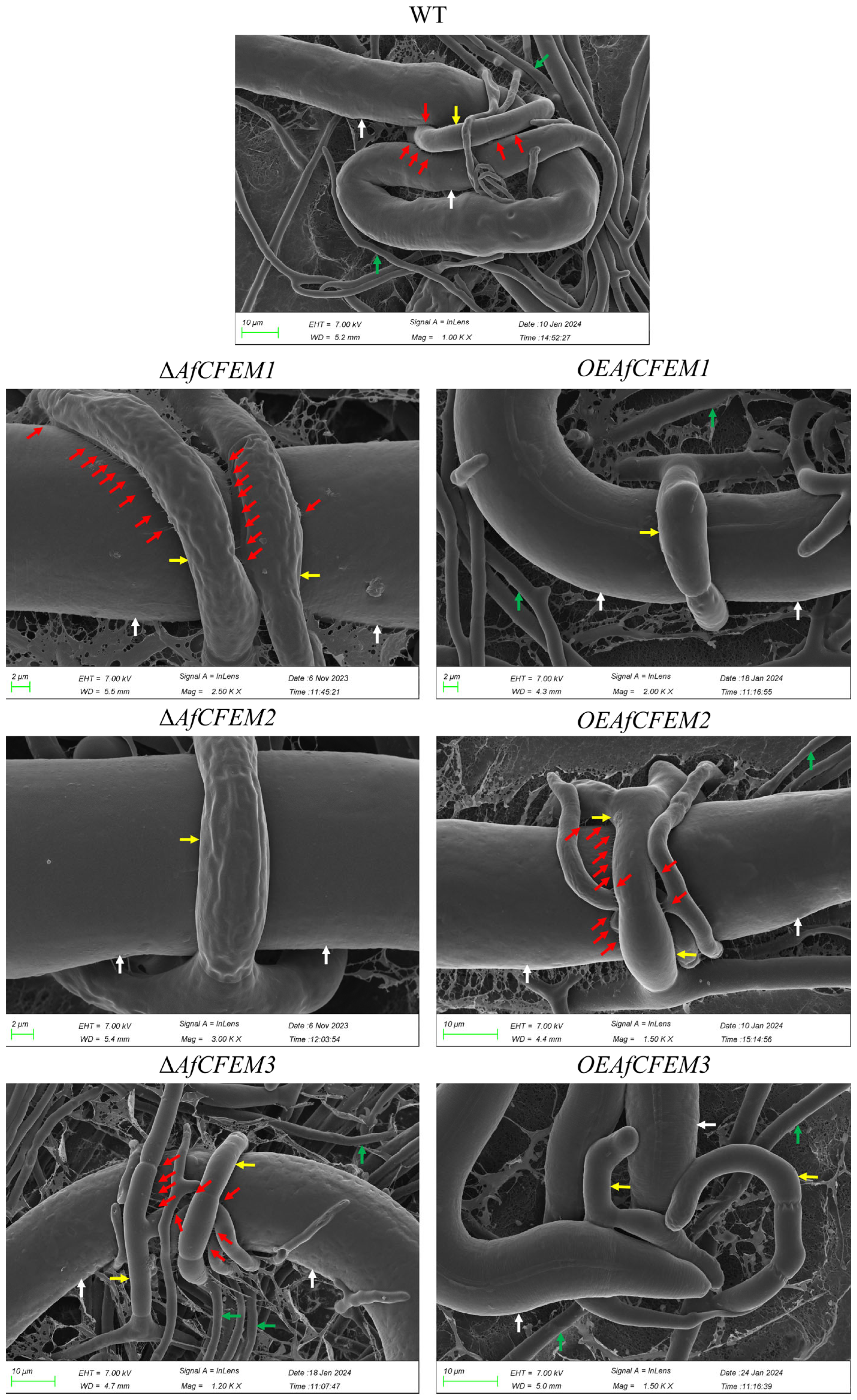 Microorganisms 13 02001 g004 Microorganisms 13 02001 g004