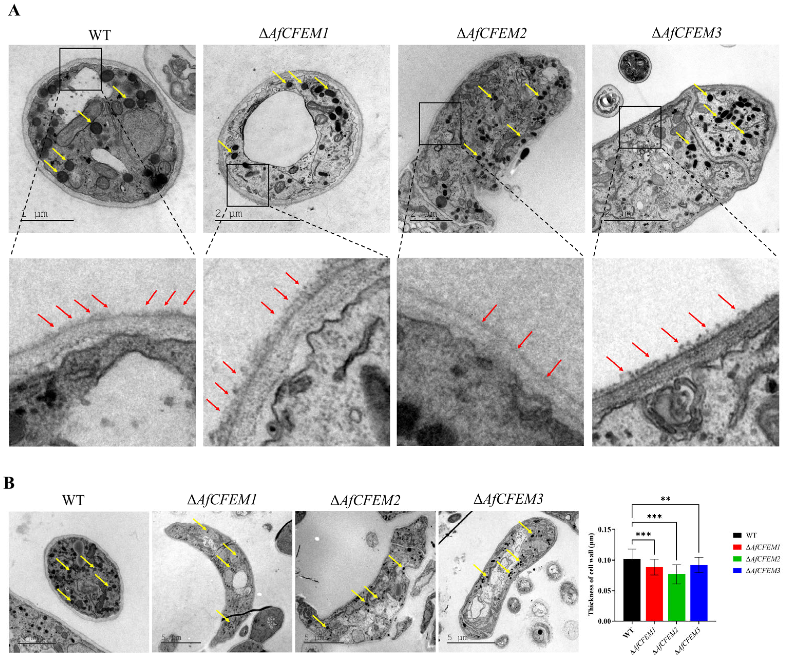 Microorganisms 13 02001 g005 Microorganisms 13 02001 g005