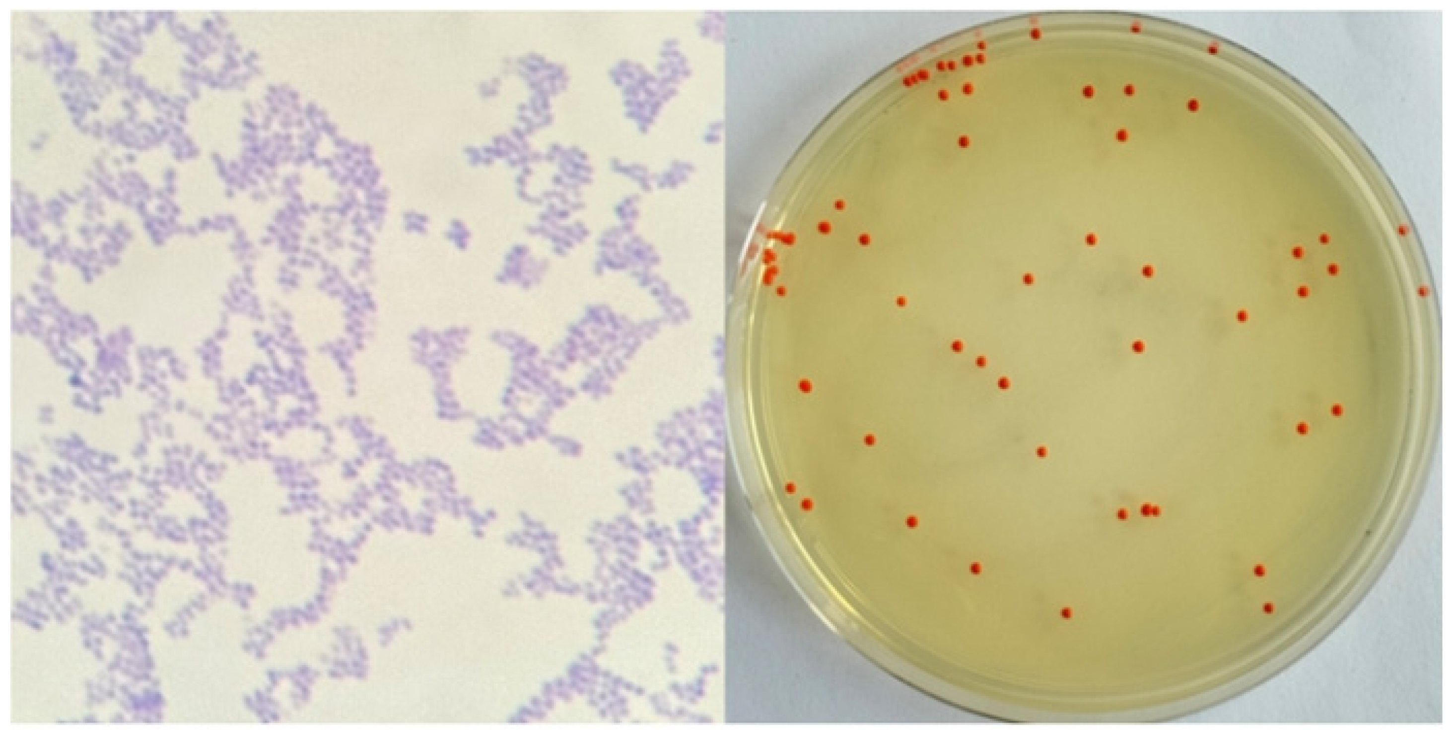Microorganisms 13 02003 g001 Microorganisms 13 02003 g001