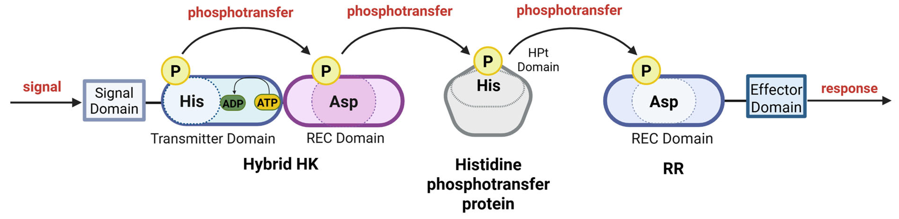 Microorganisms 13 02013 g007