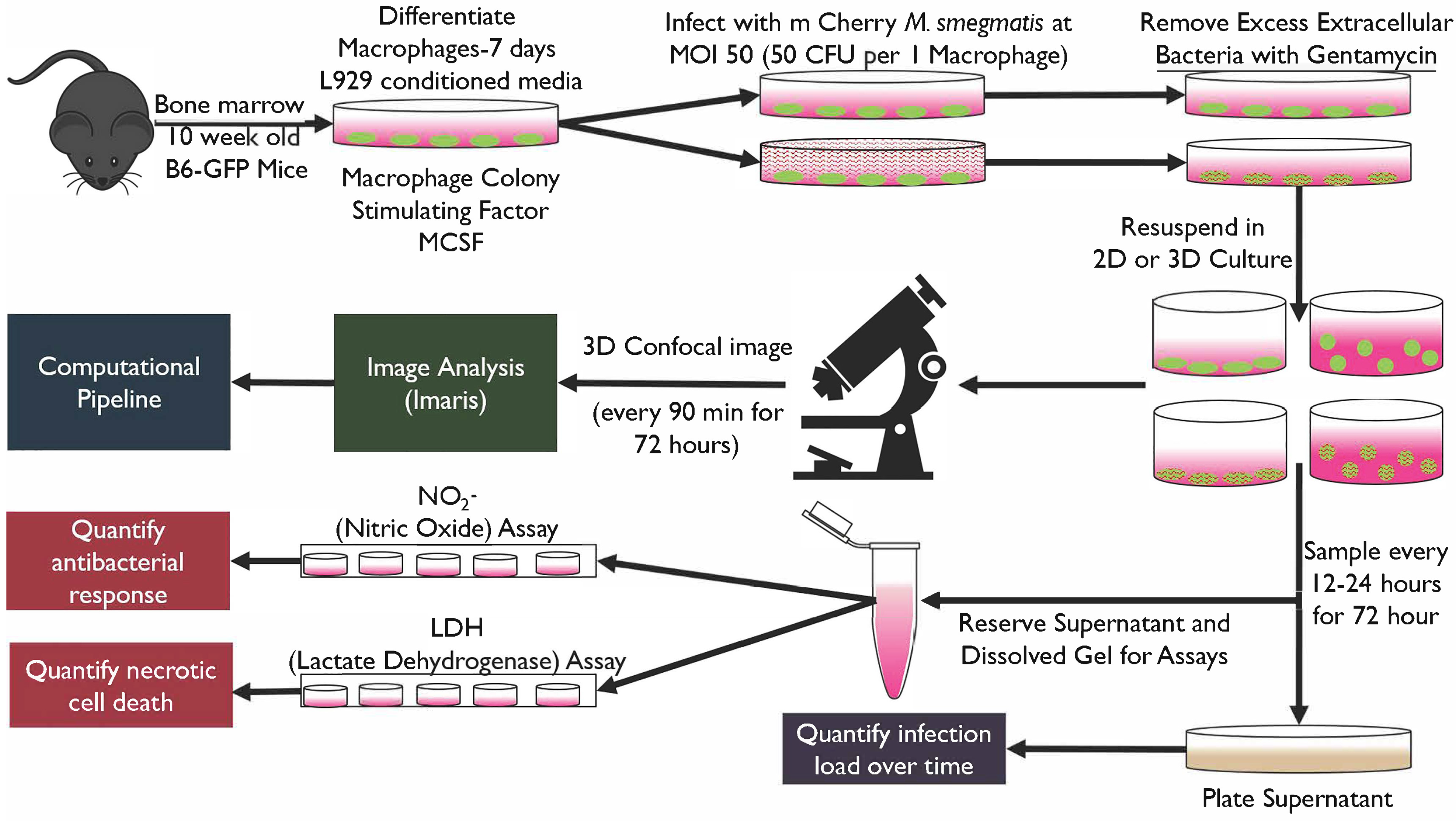 Microorganisms 13 02026 g001