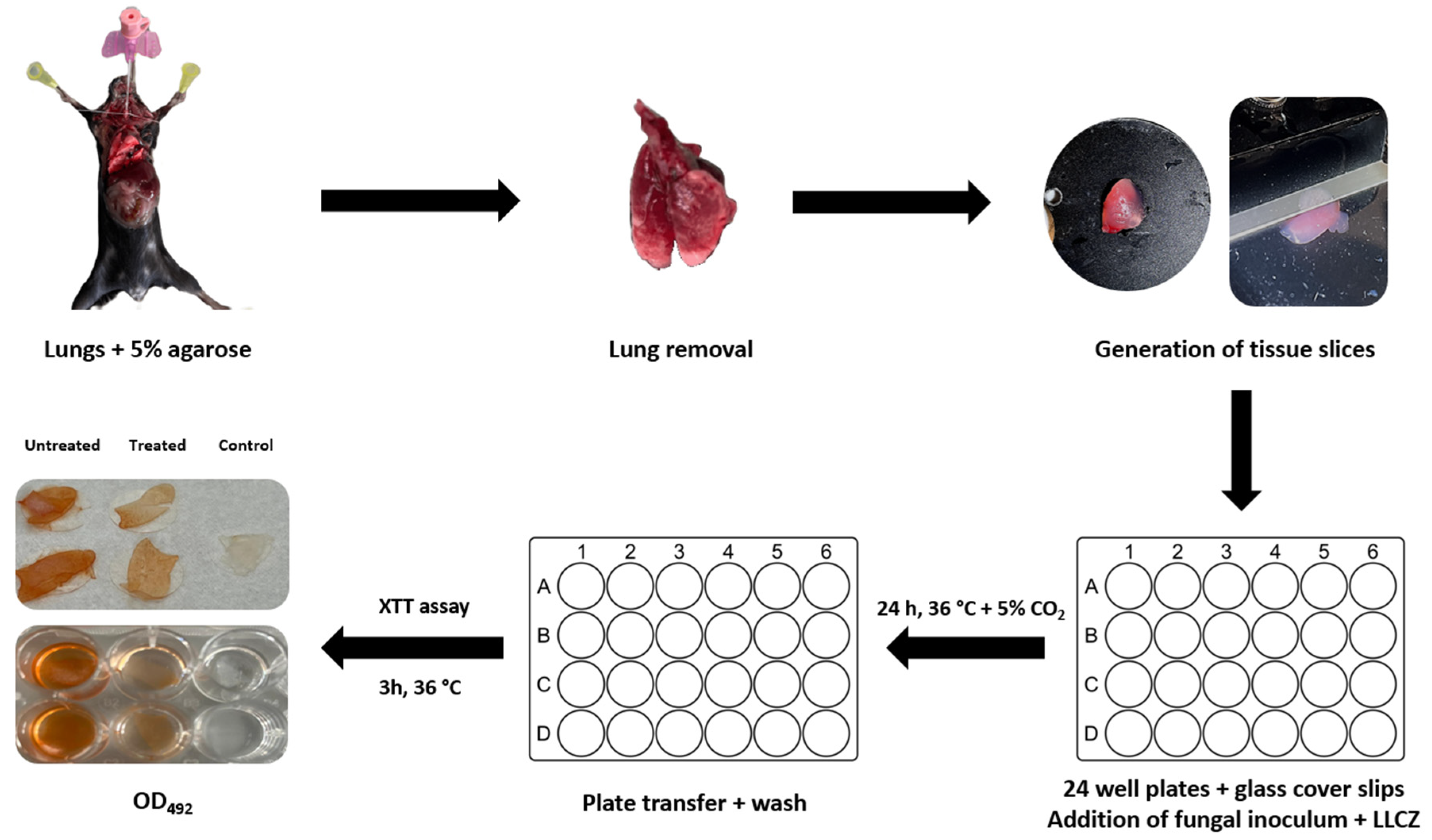 Microorganisms 13 02040 g002 Microorganisms 13 02040 g002