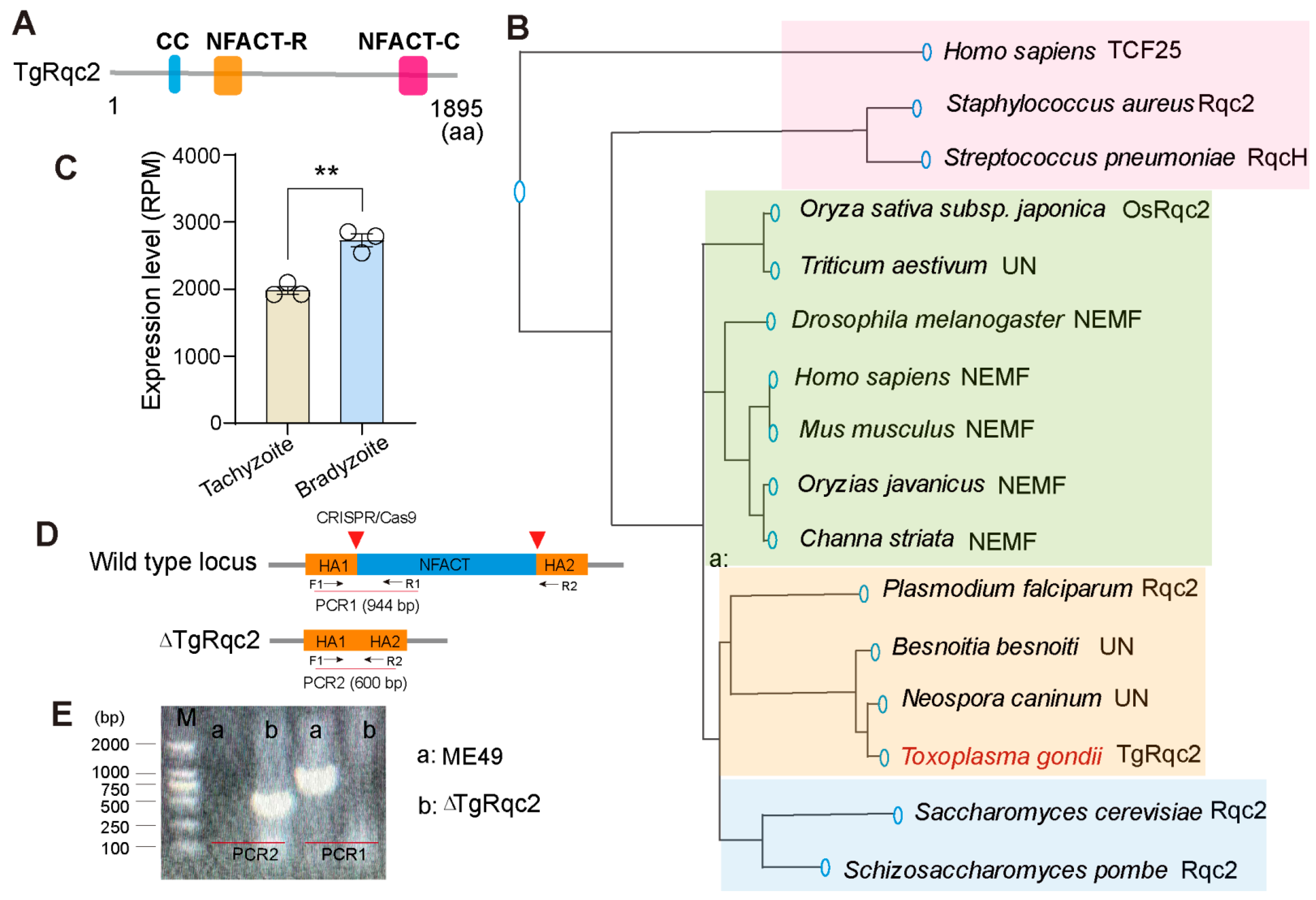 Microorganisms 13 02041 g001 Microorganisms 13 02041 g001