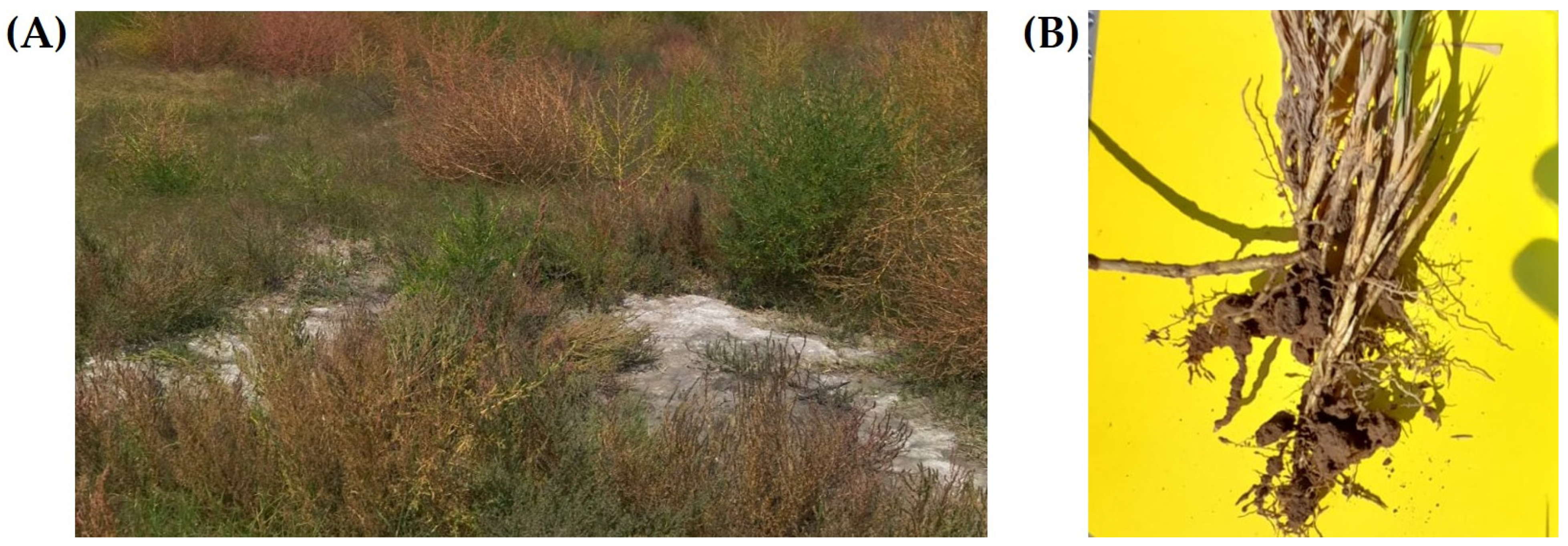 Microorganisms 13 02046 g001