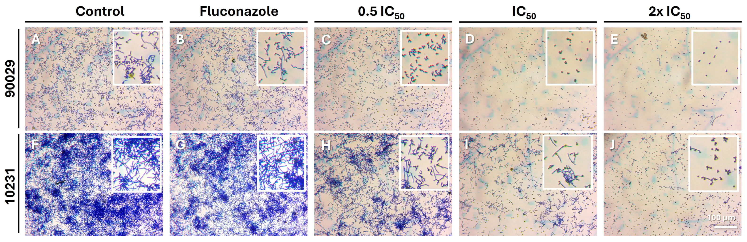 Microorganisms 13 02065 g005