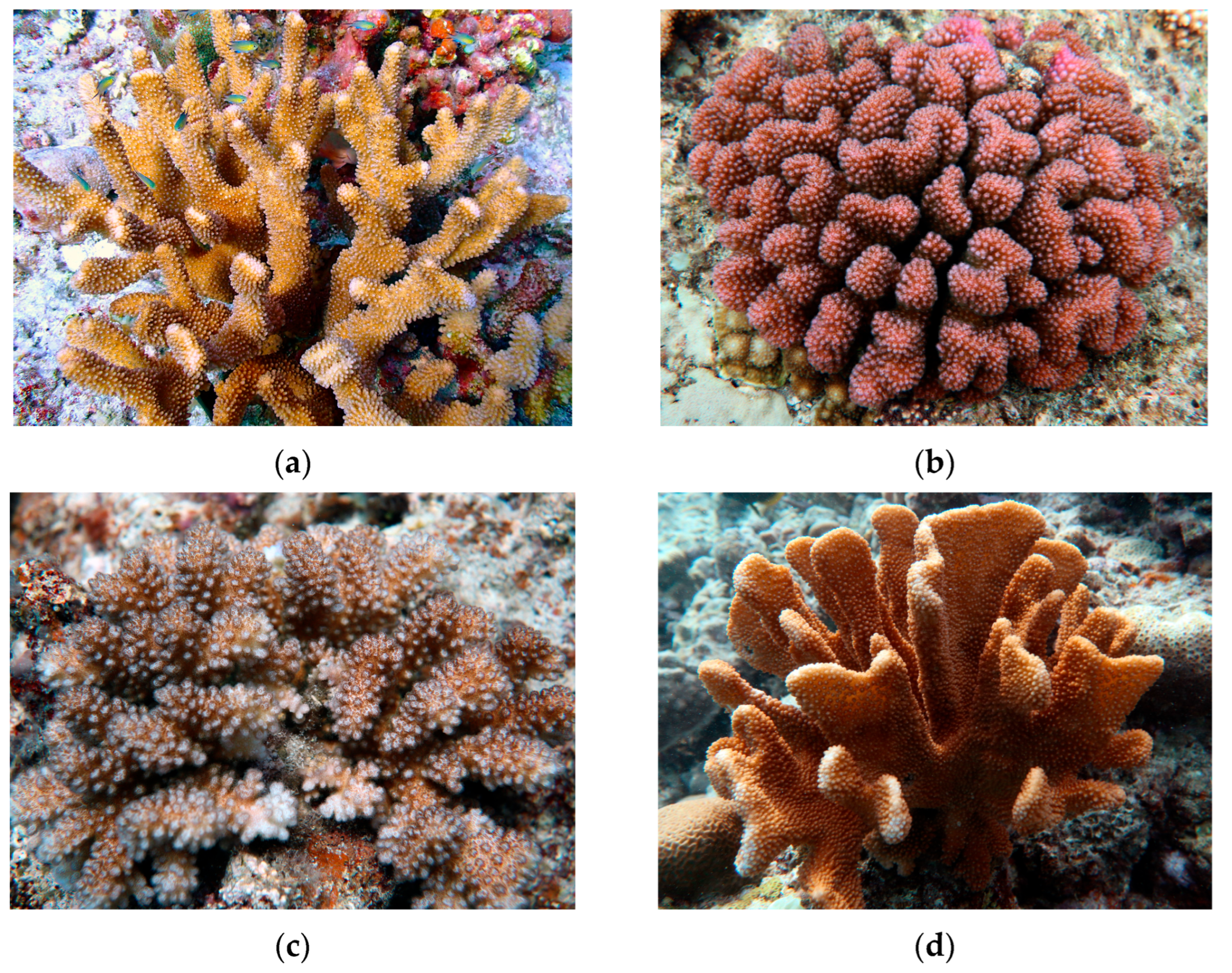 Microorganisms 13 02083 g001 Microorganisms 13 02083 g001