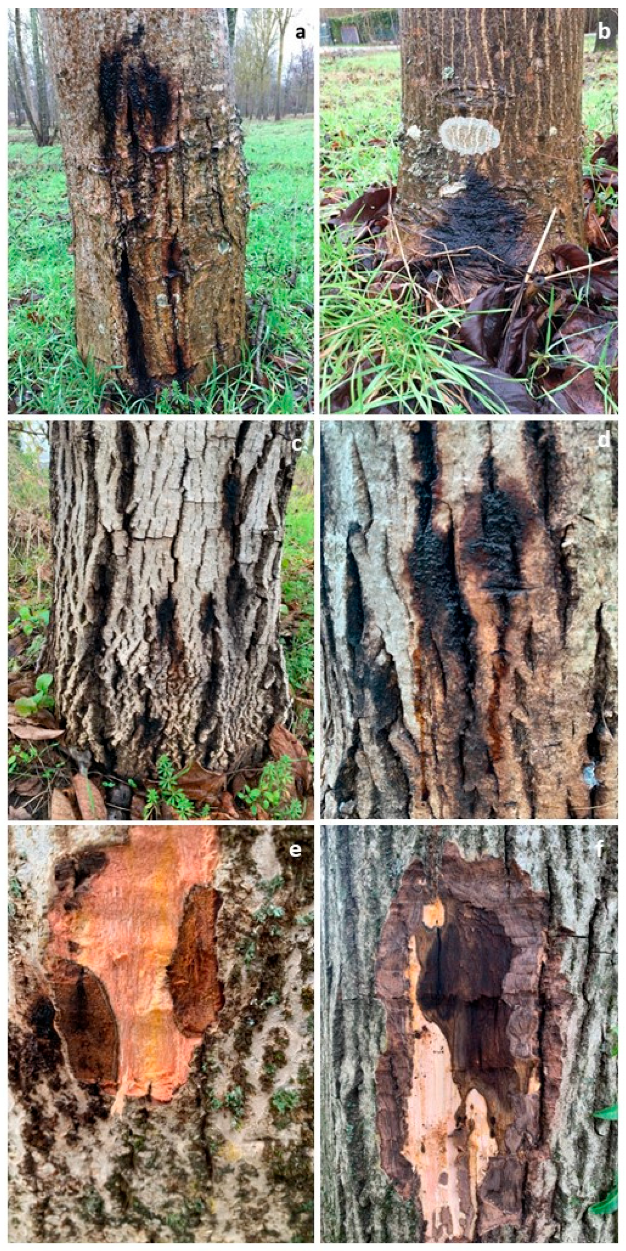 Microorganisms 13 02094 g001