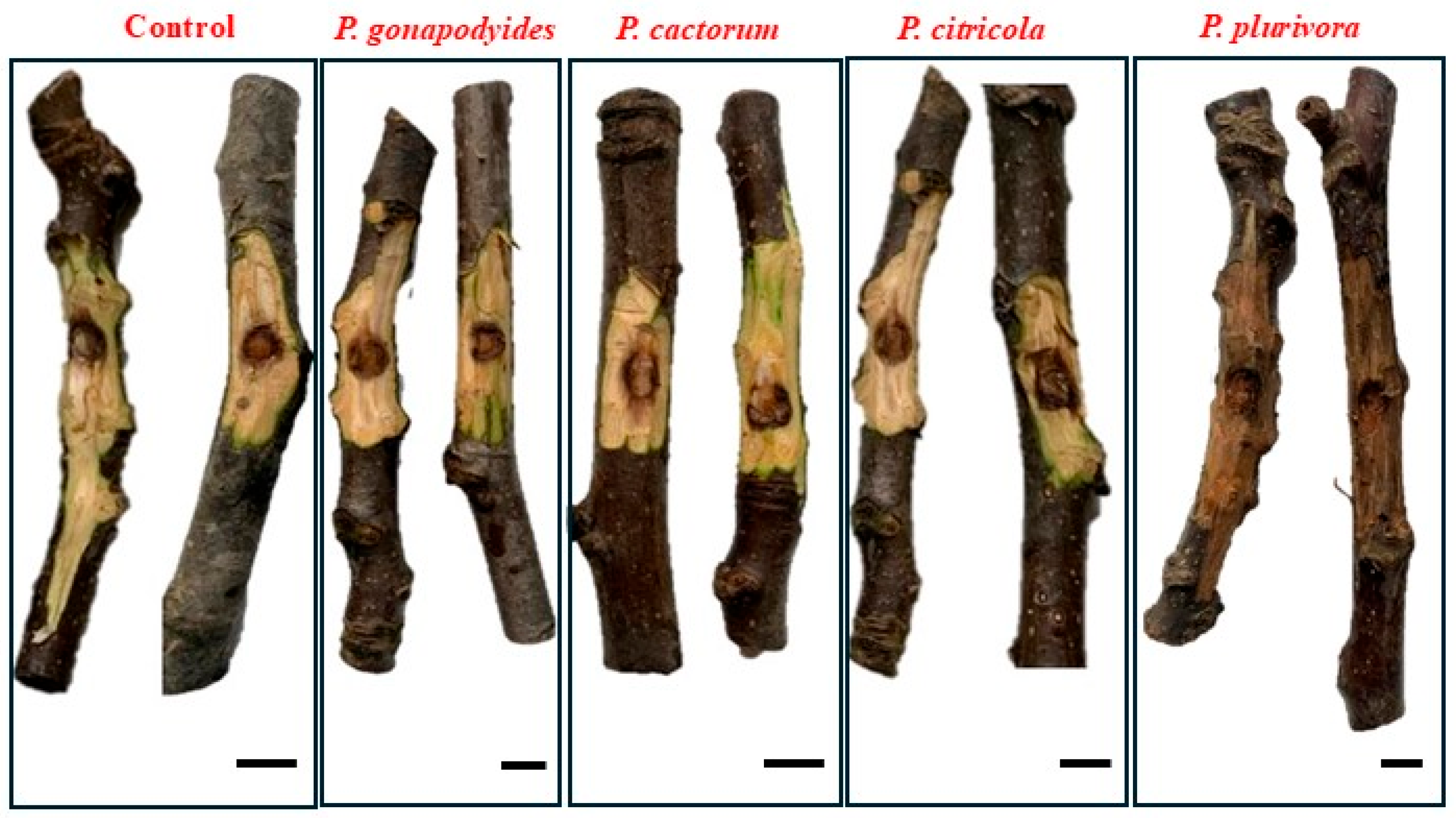 Microorganisms 13 02094 g003
